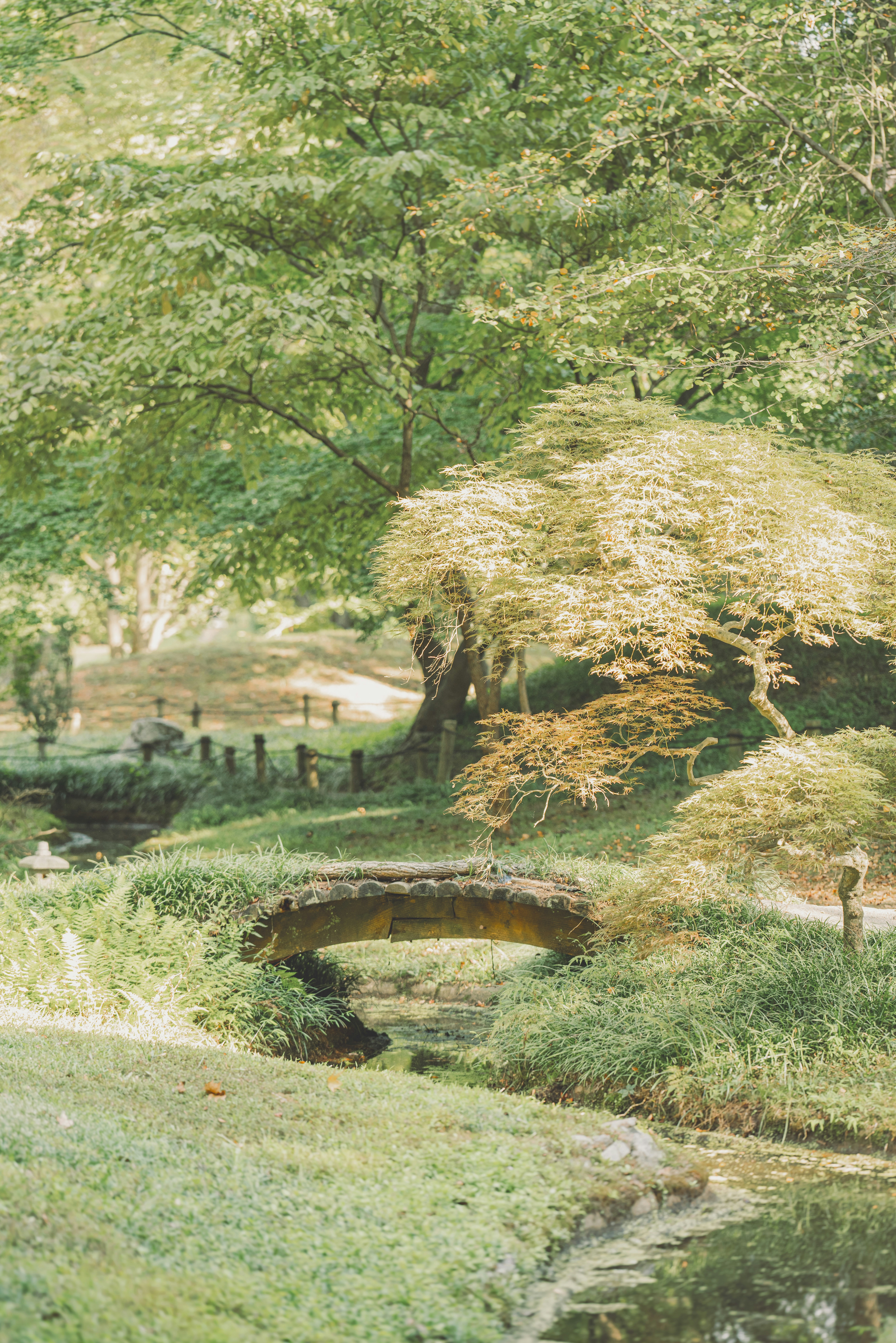 A small bridge over a small stream in a park
