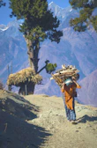 A man carrying a bundle of wood on his back