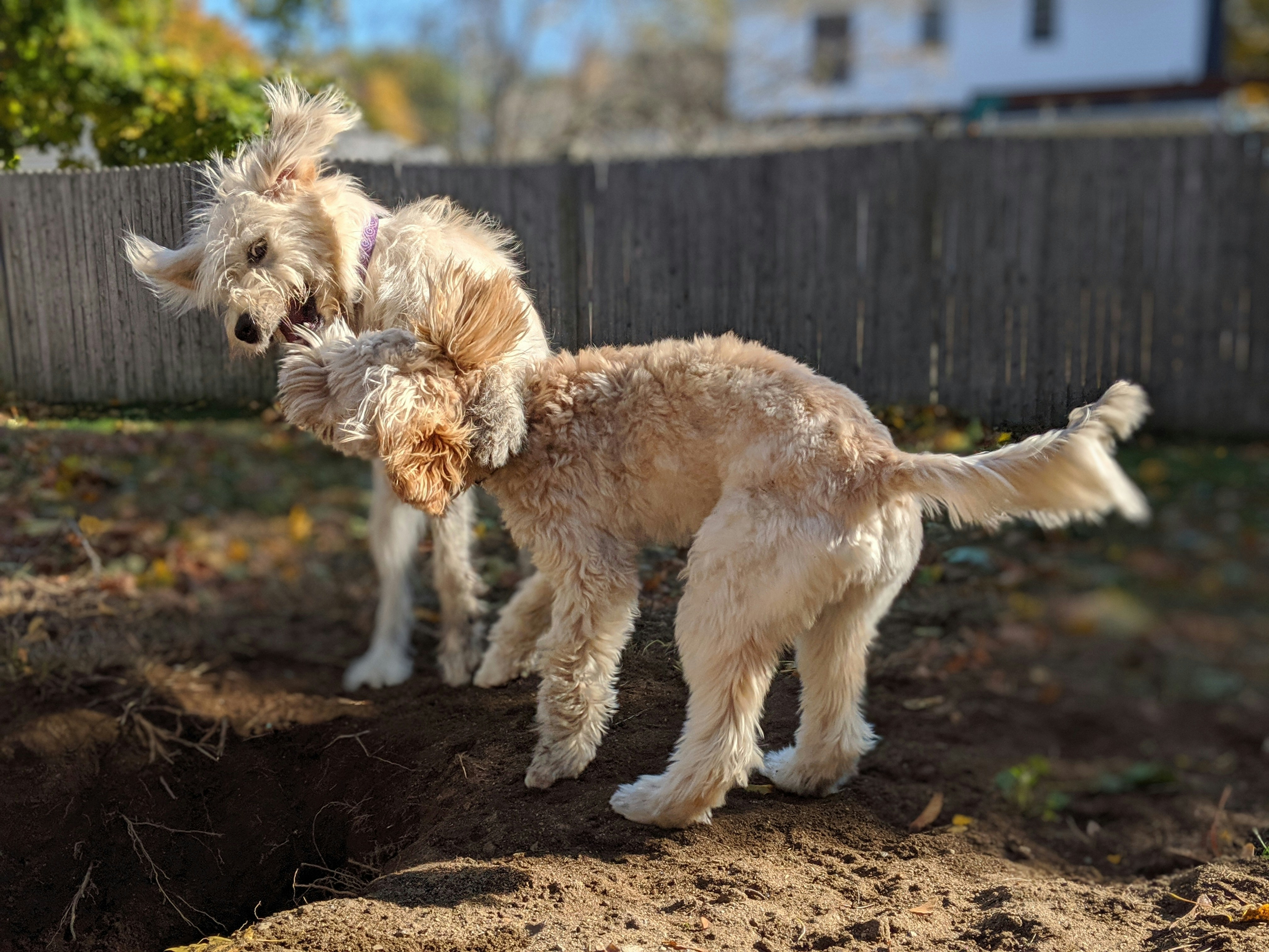 Hond spelend in omheinde tuin bij vakantiehuisje