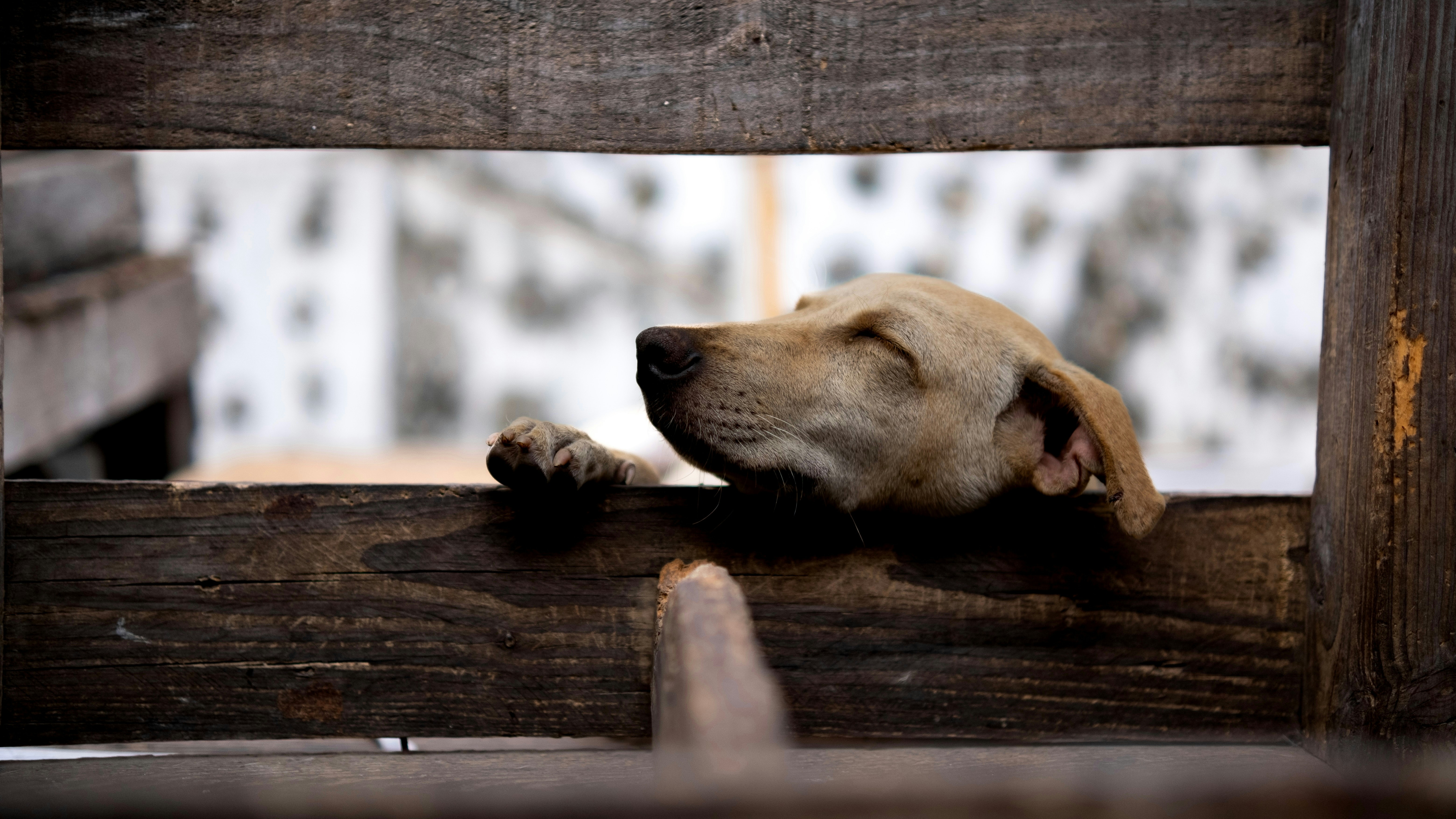 A dog that is laying down on a wooden bench