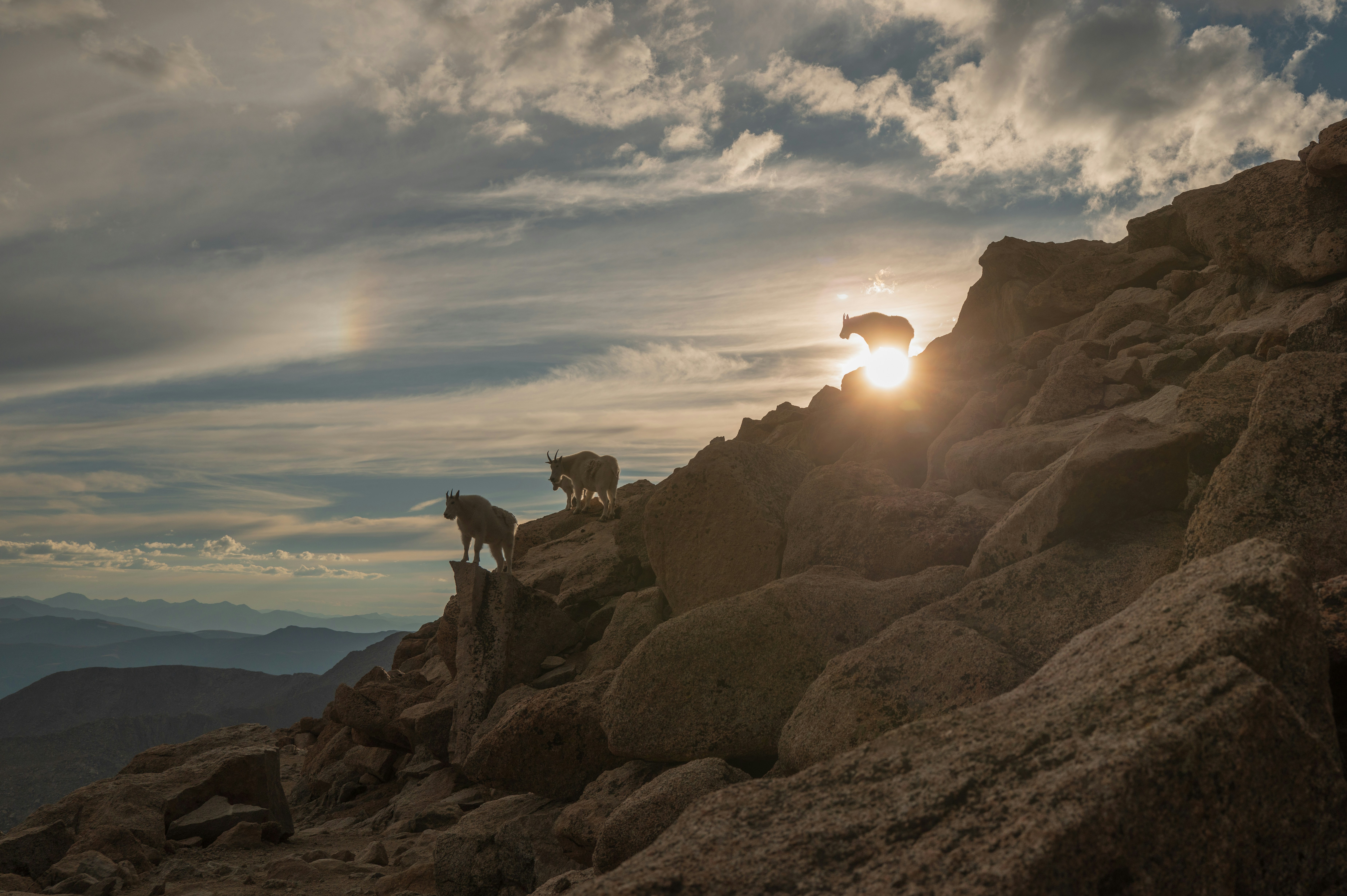 A group of animals standing on top of a rocky hillside