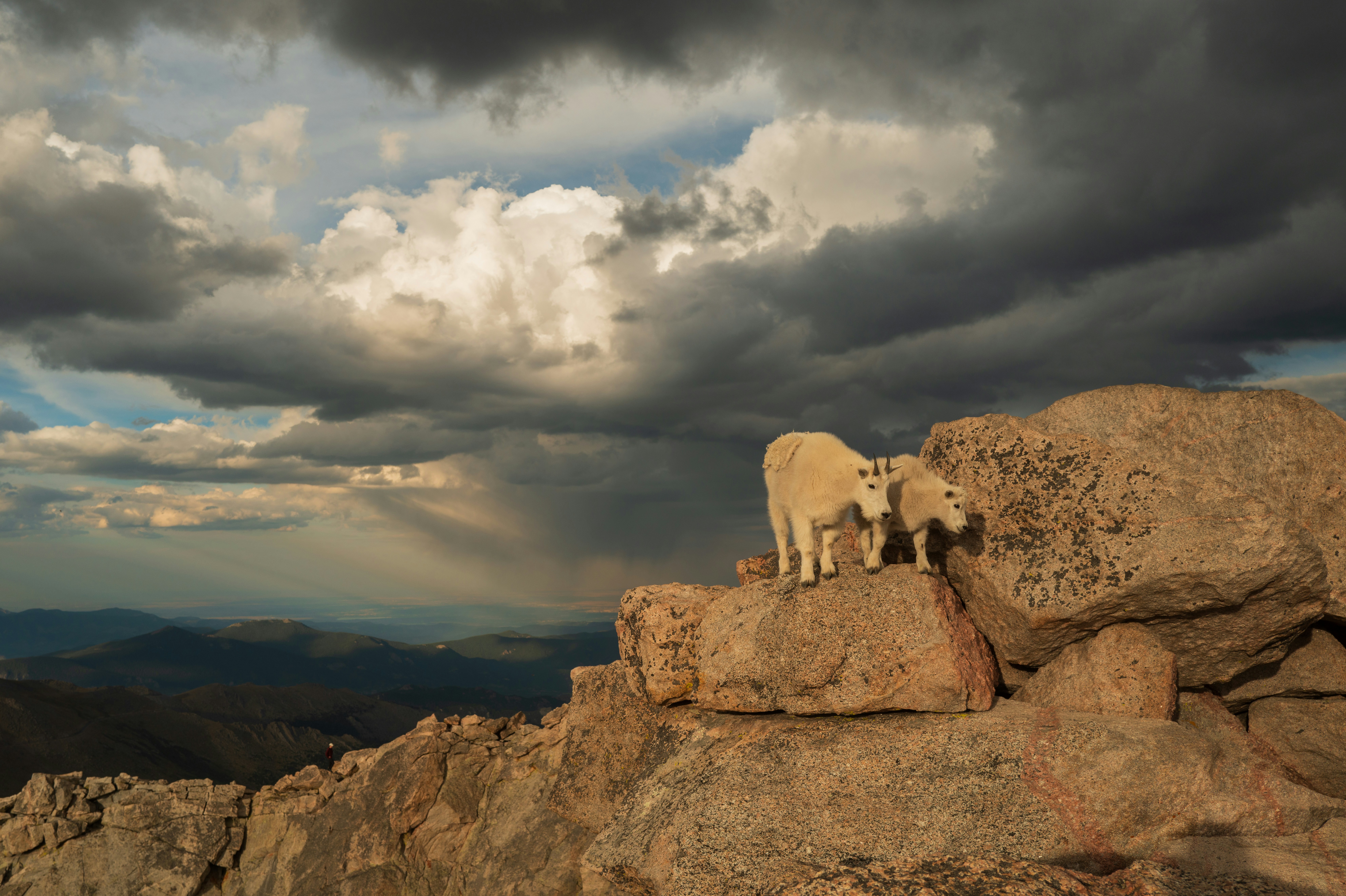 A couple of goats standing on top of a mountain