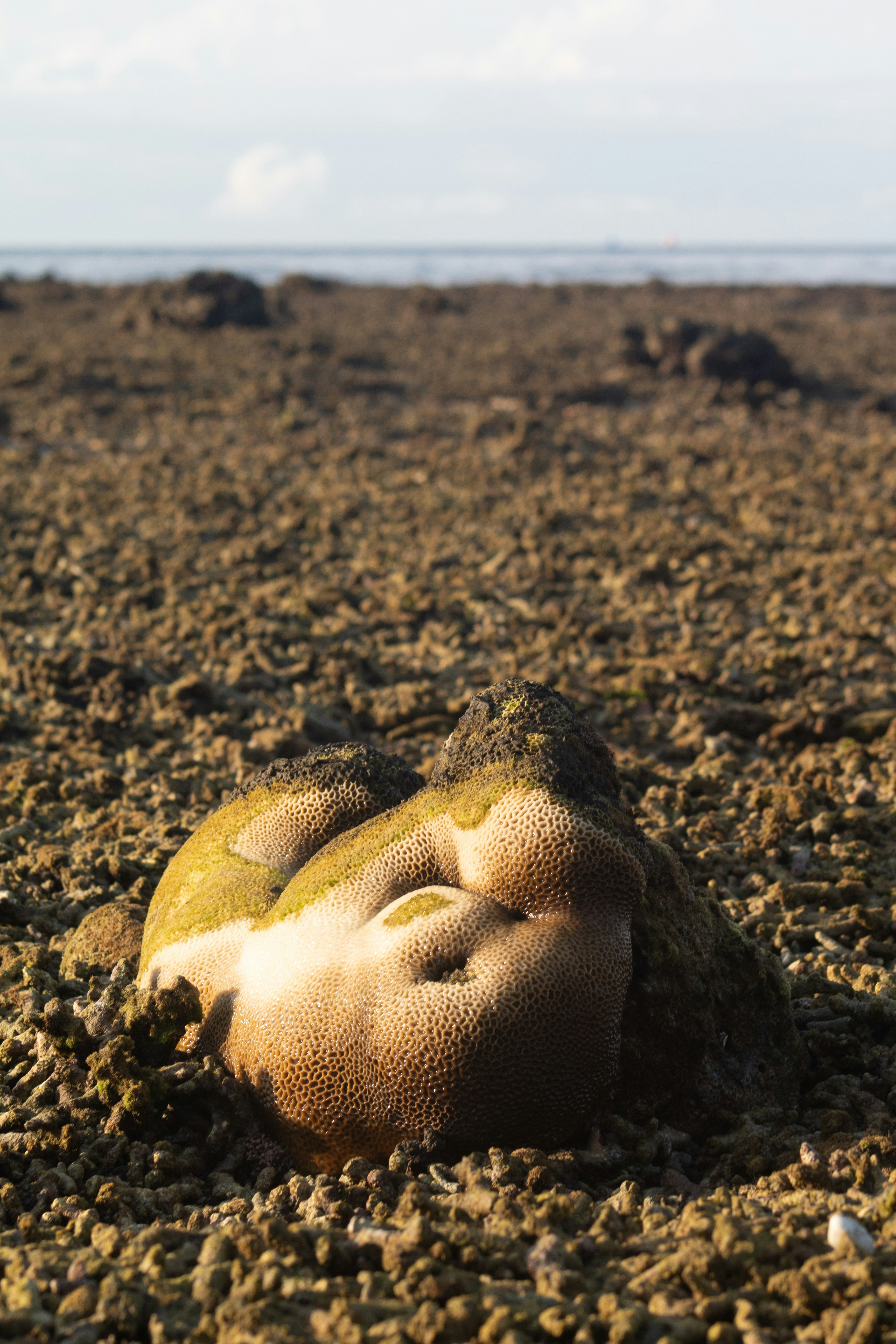A rock laying on top of a sandy beach