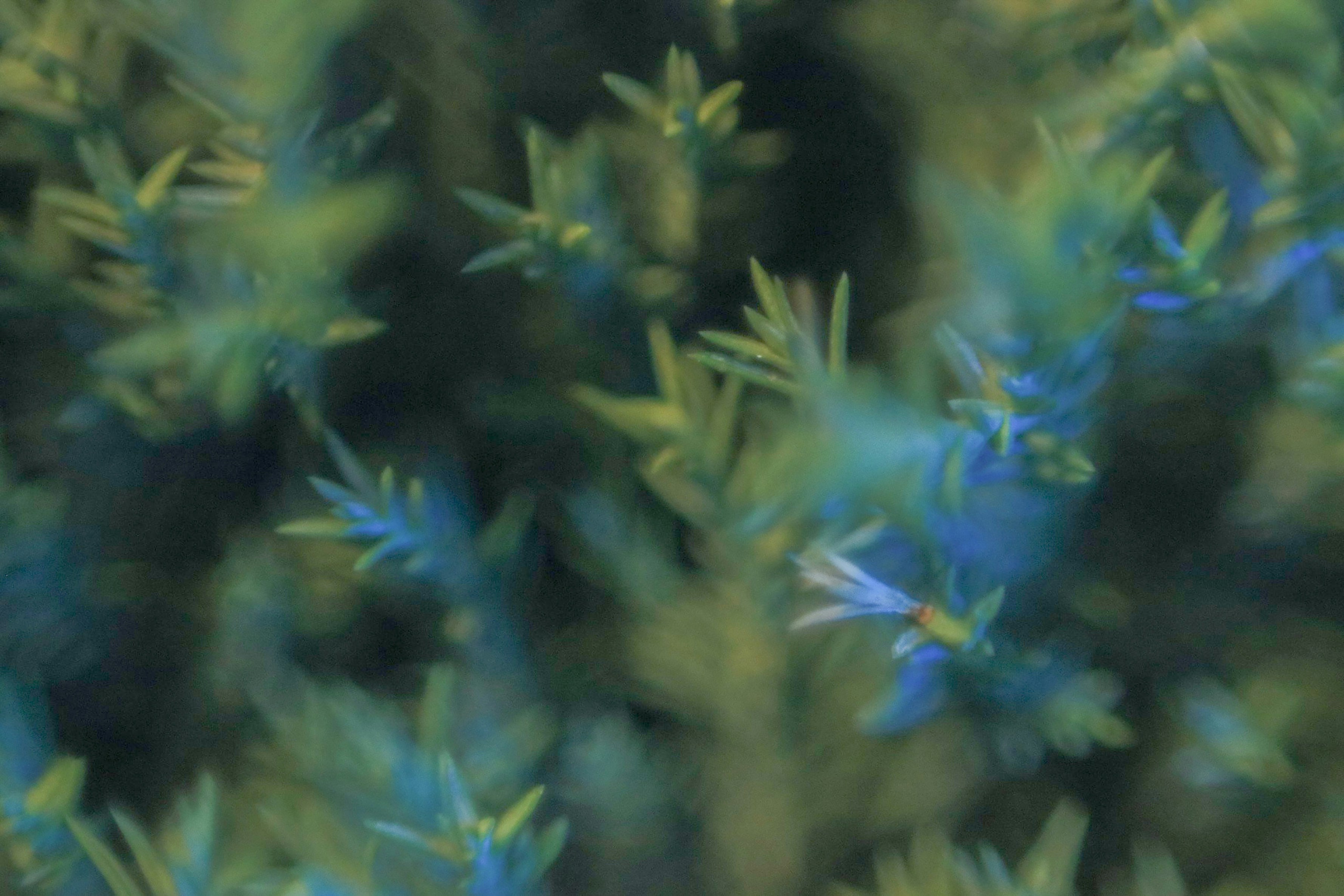 Photo by hoangbaovantue