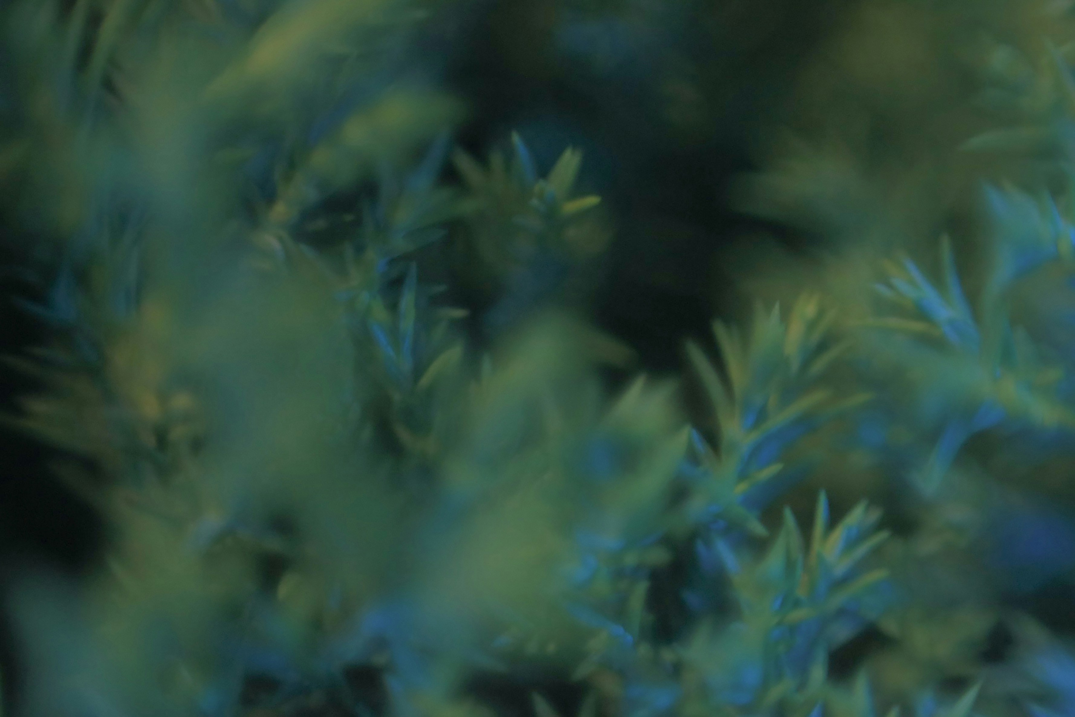 Photo by hoangbaovantue