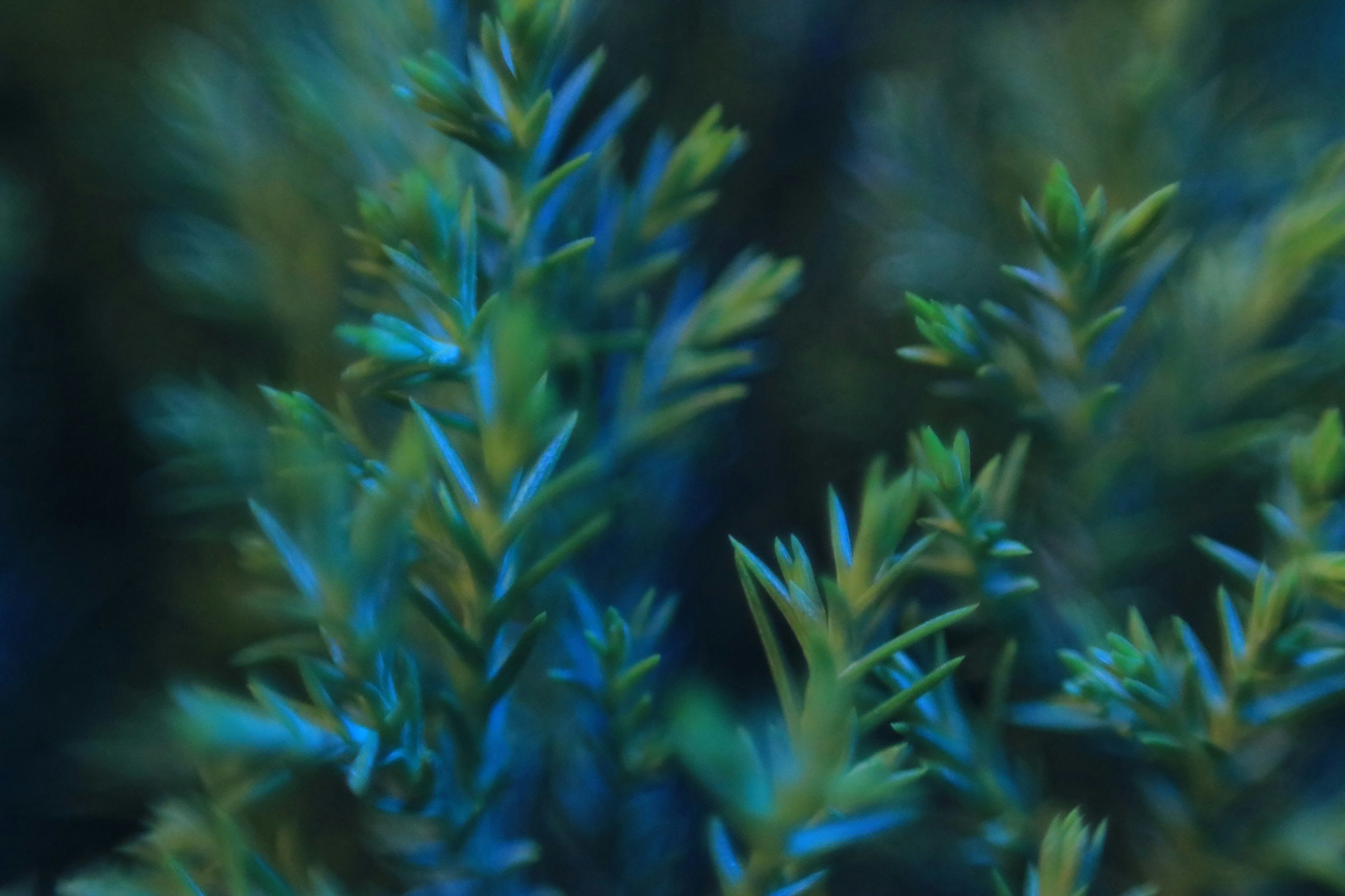 Photo by hoangbaovantue