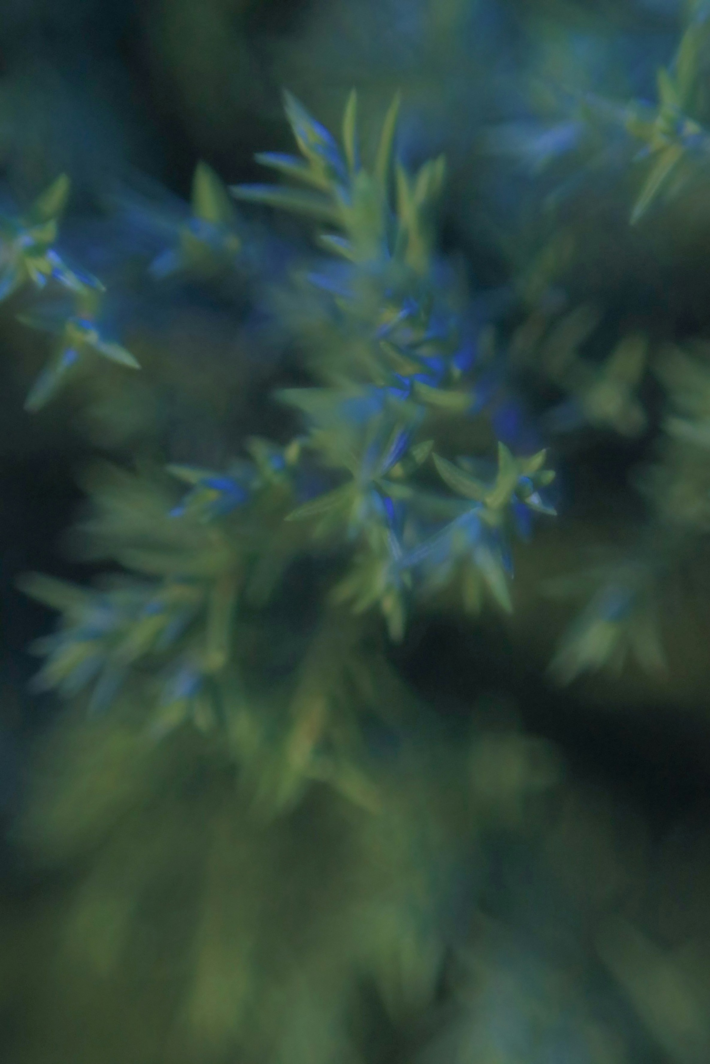 Photo by hoangbaovantue