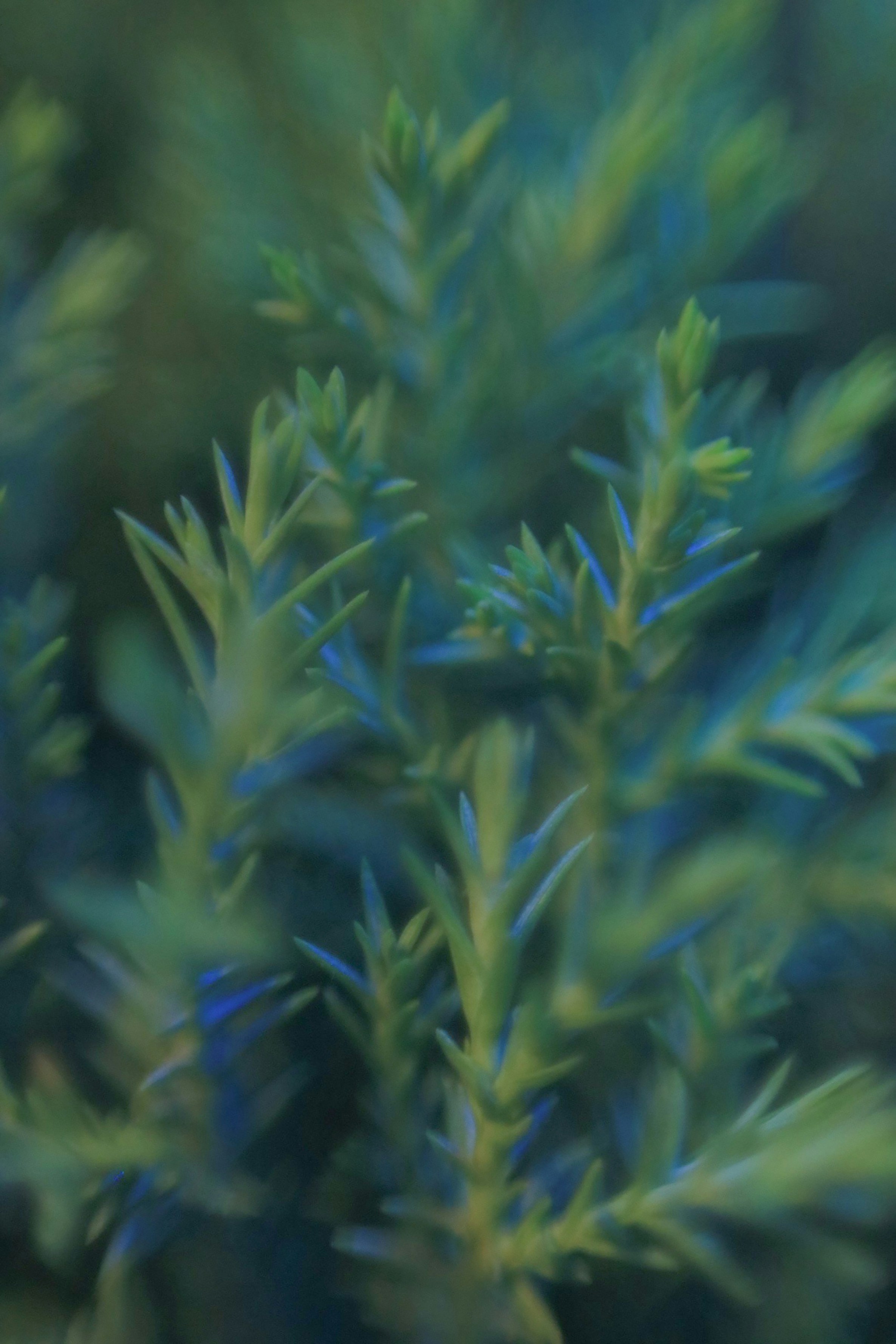 Photo by hoangbaovantue