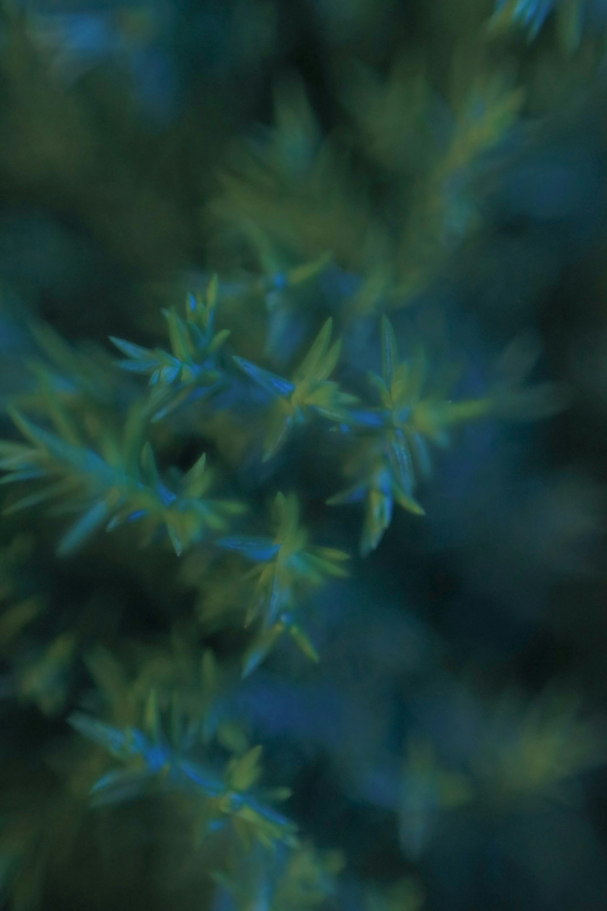 Photo by hoangbaovantue