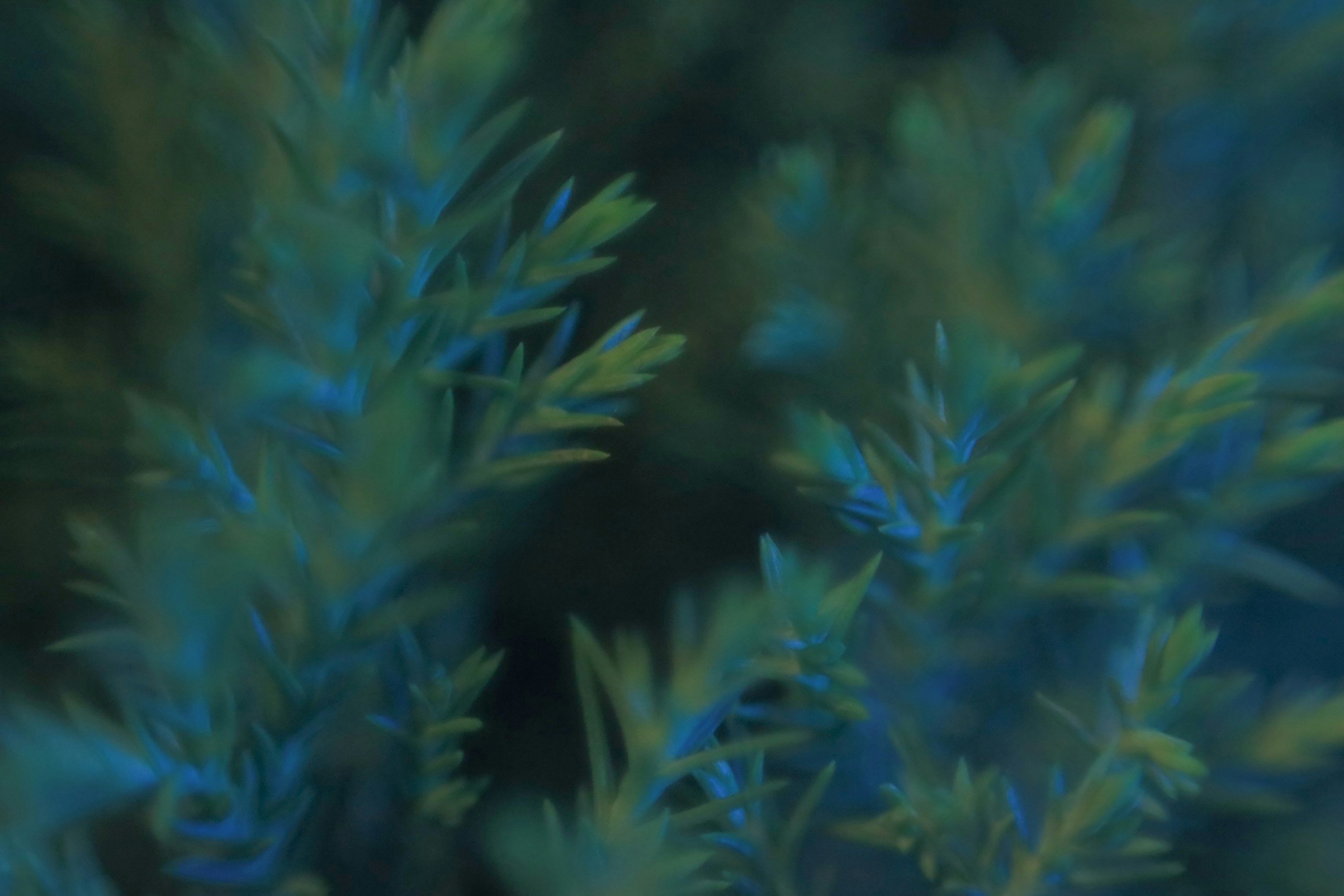 Photo by hoangbaovantue