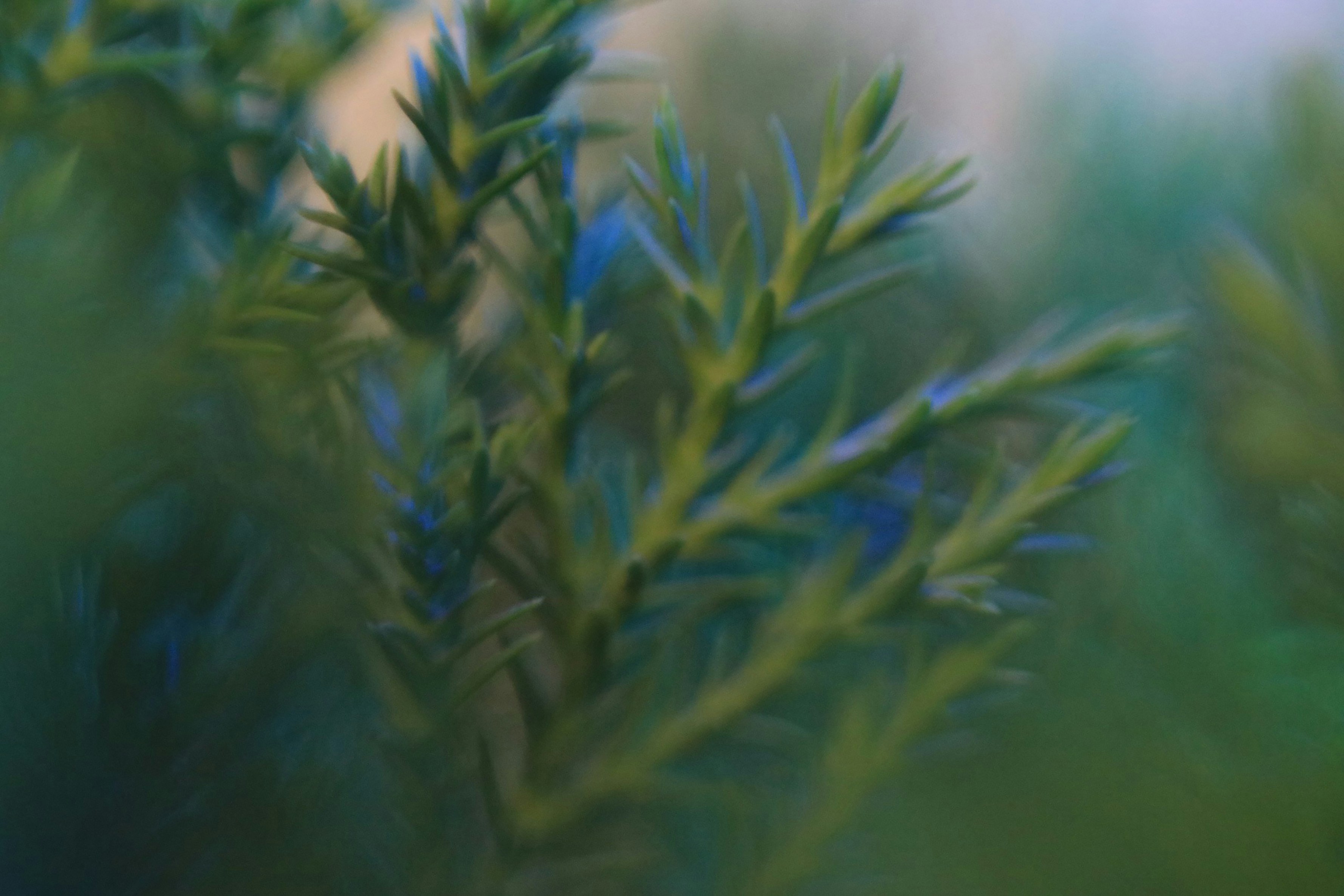 Photo by hoangbaovantue