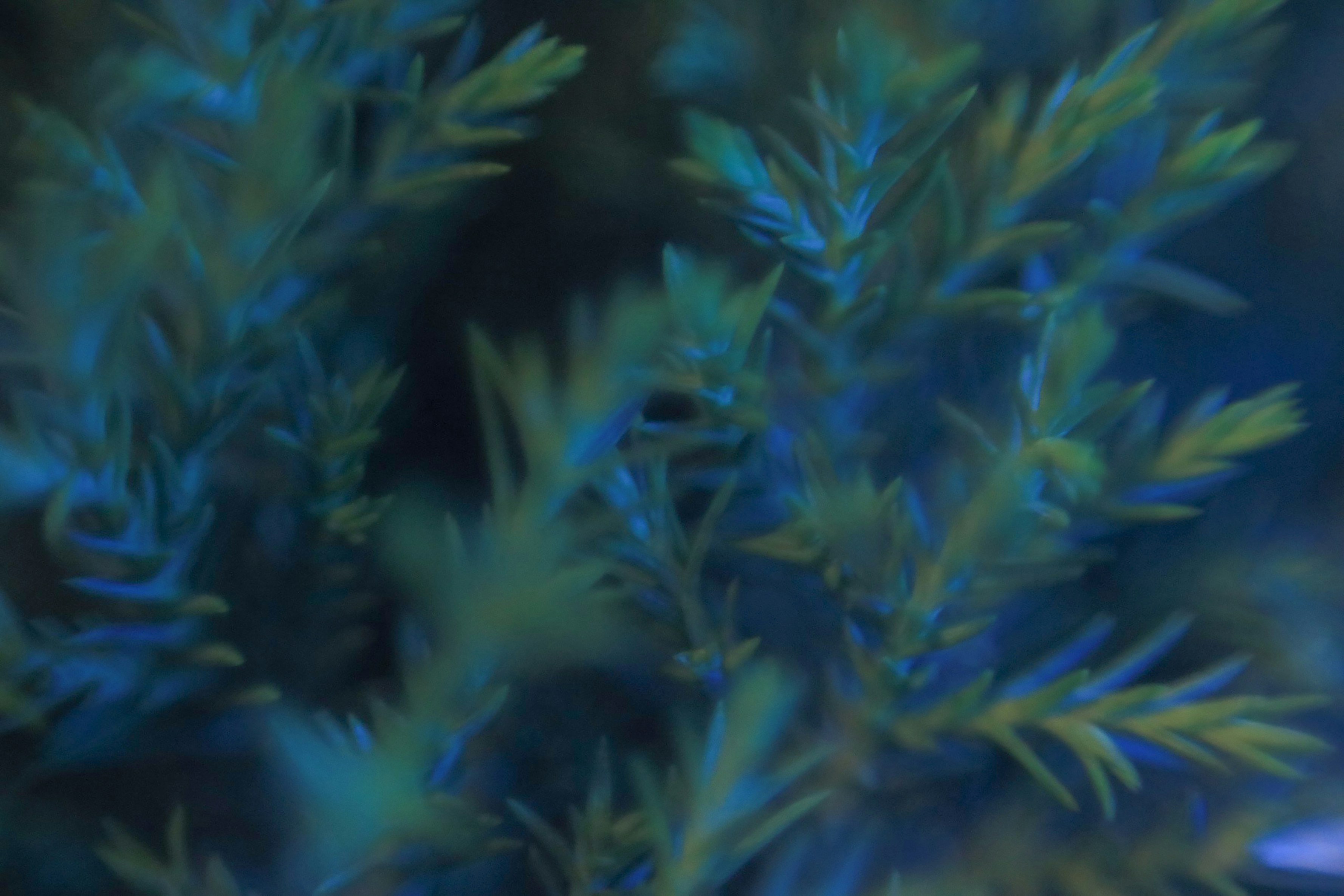 Photo by hoangbaovantue