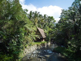 A river running through a lush green forest