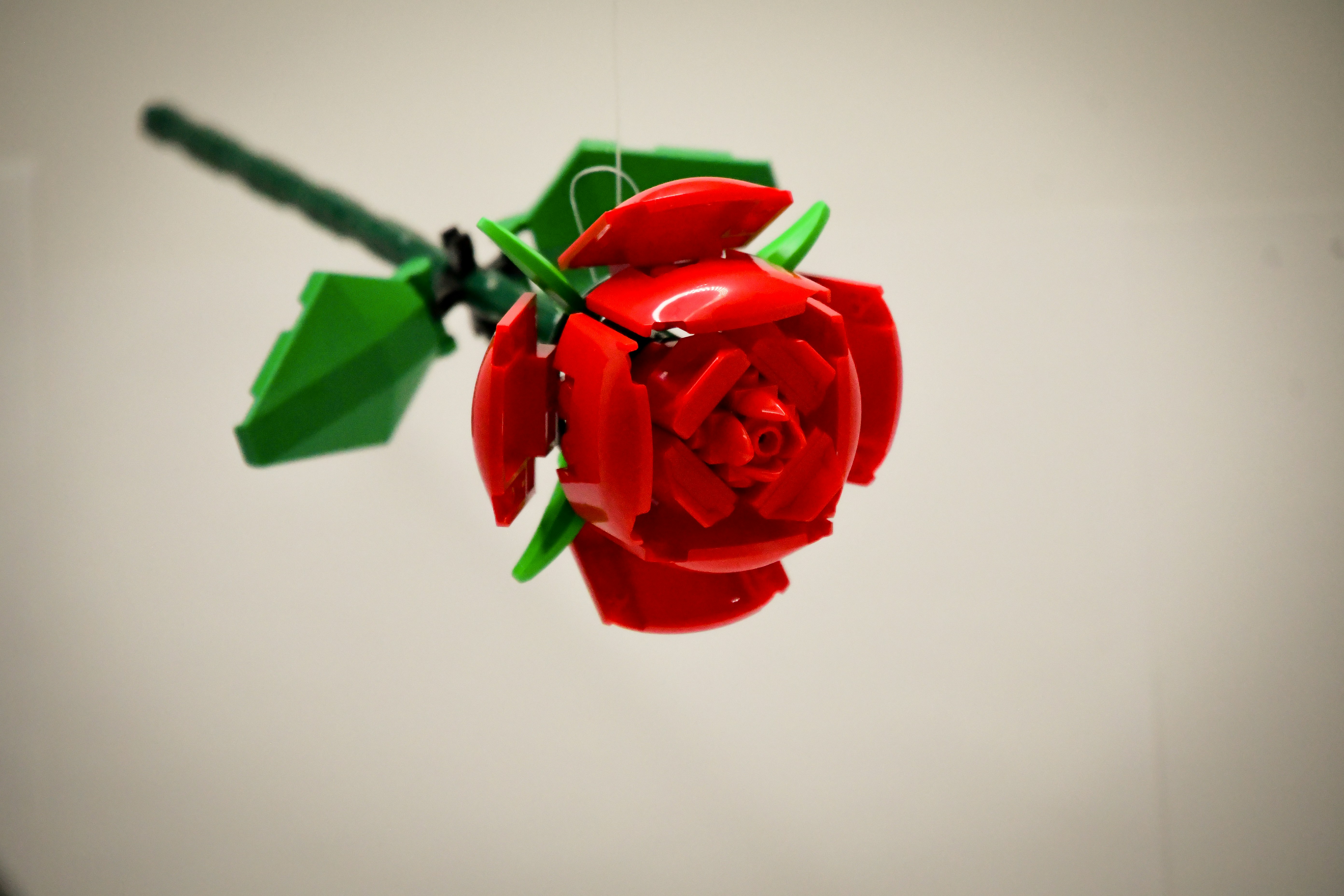 A red rose with a green stem hanging from it
