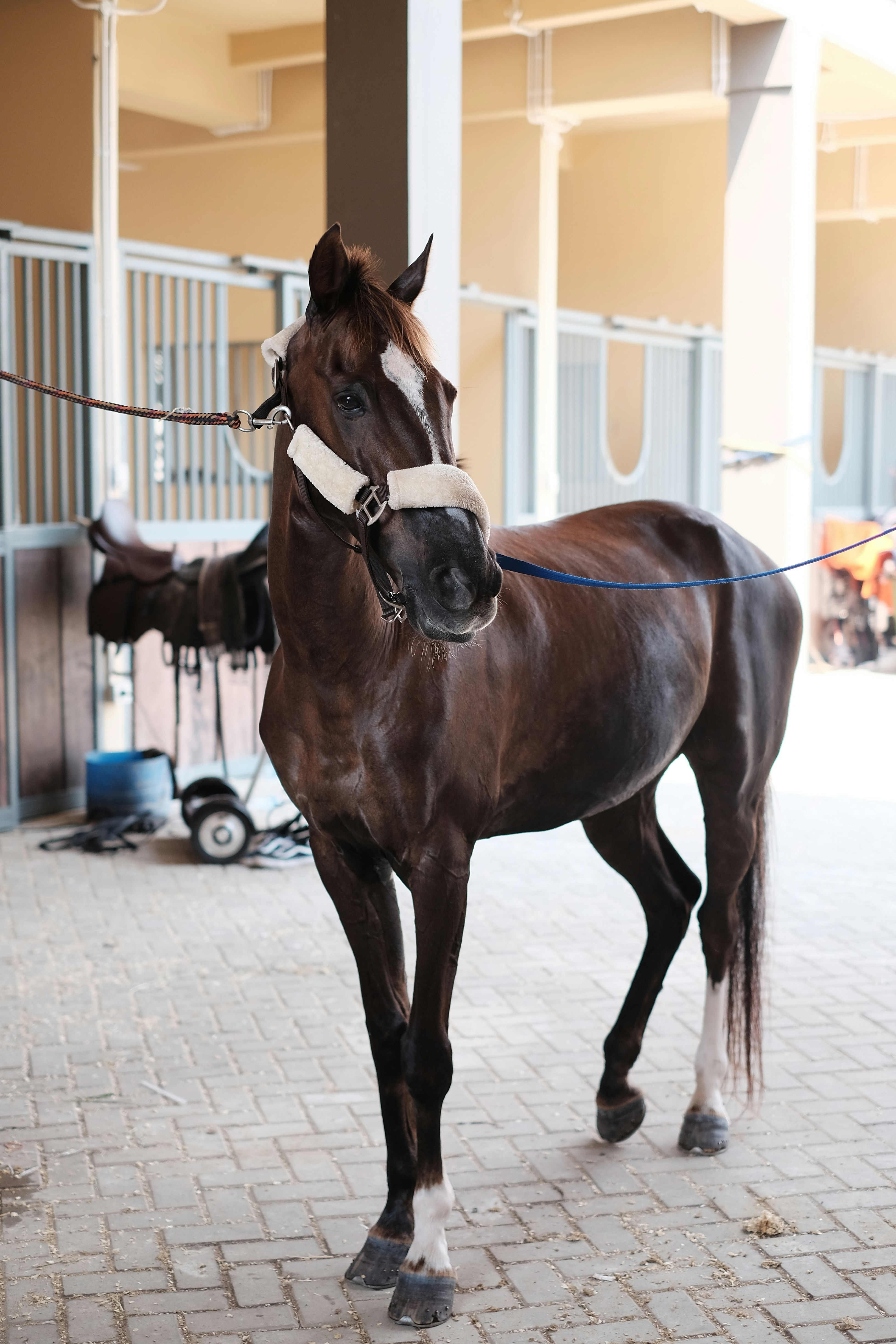 Ein braunes Pferd, das auf einem Ziegelboden steht