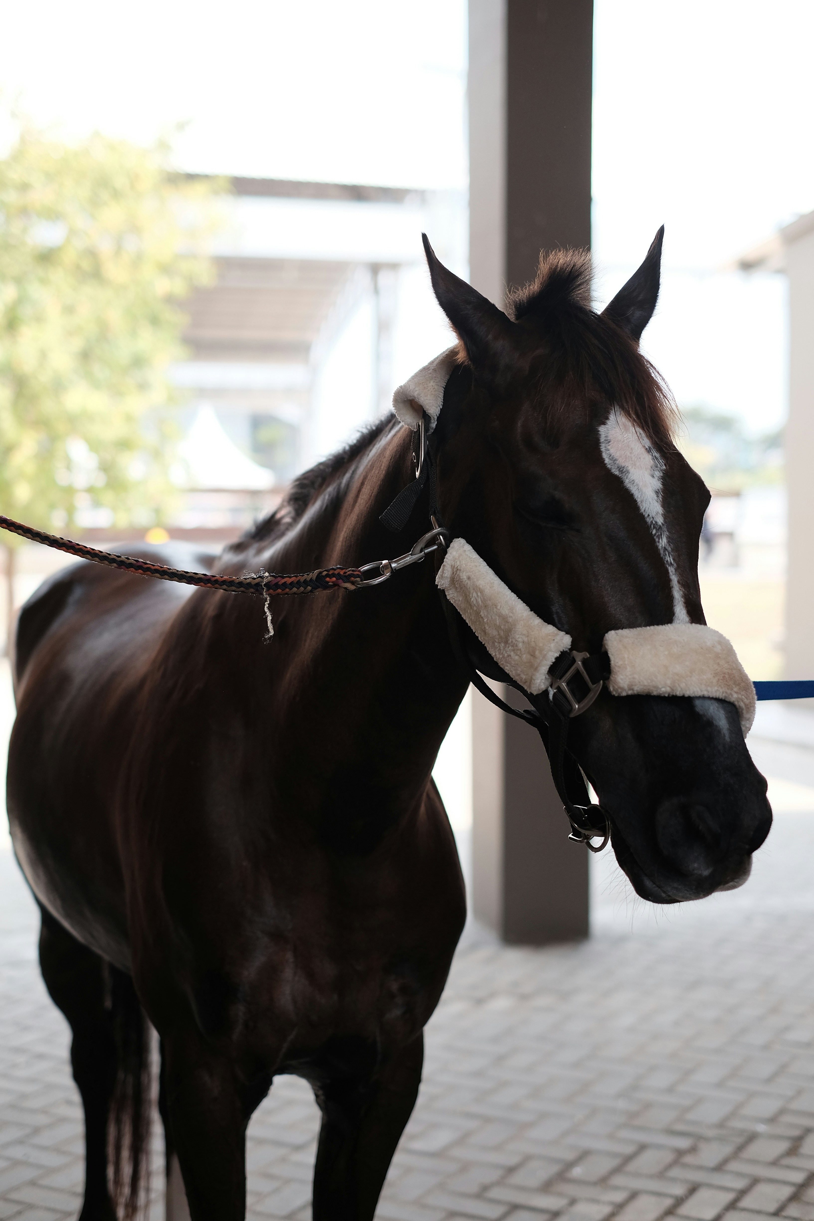 Ein braunes Pferd, das auf einem Ziegelboden steht