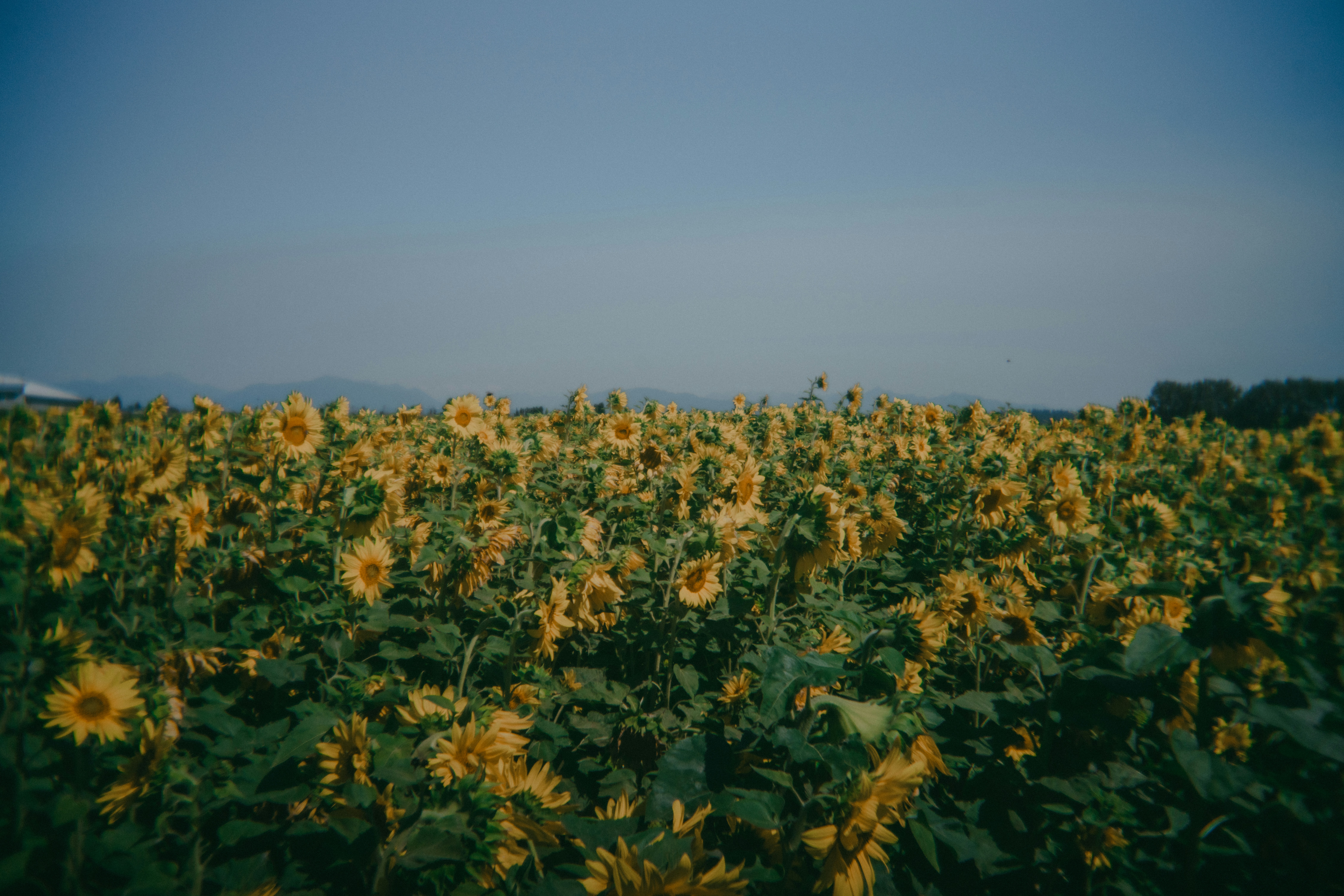 A field of sunflowers with a blue sky in the background