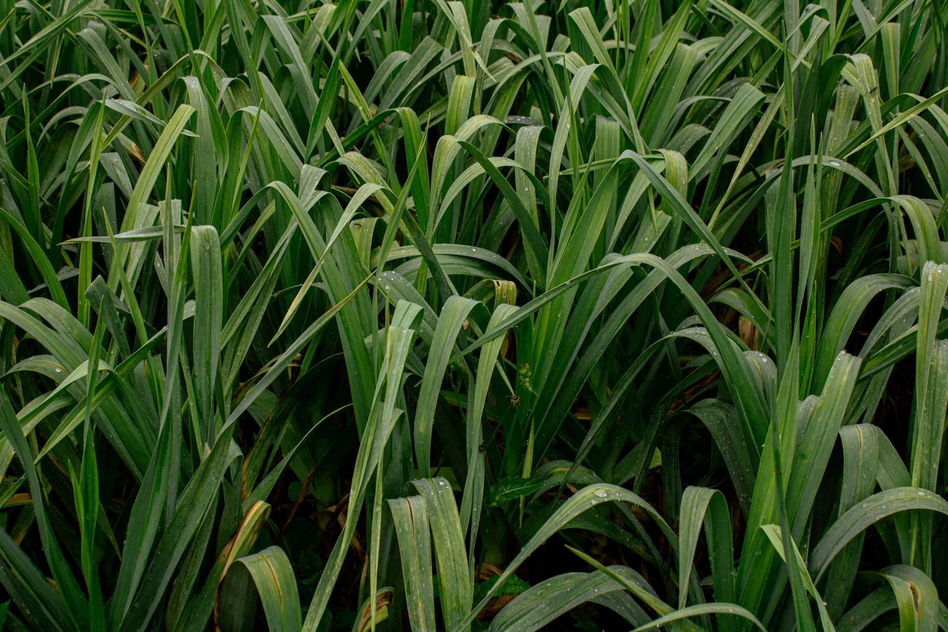 A large field of green grass with a sky background