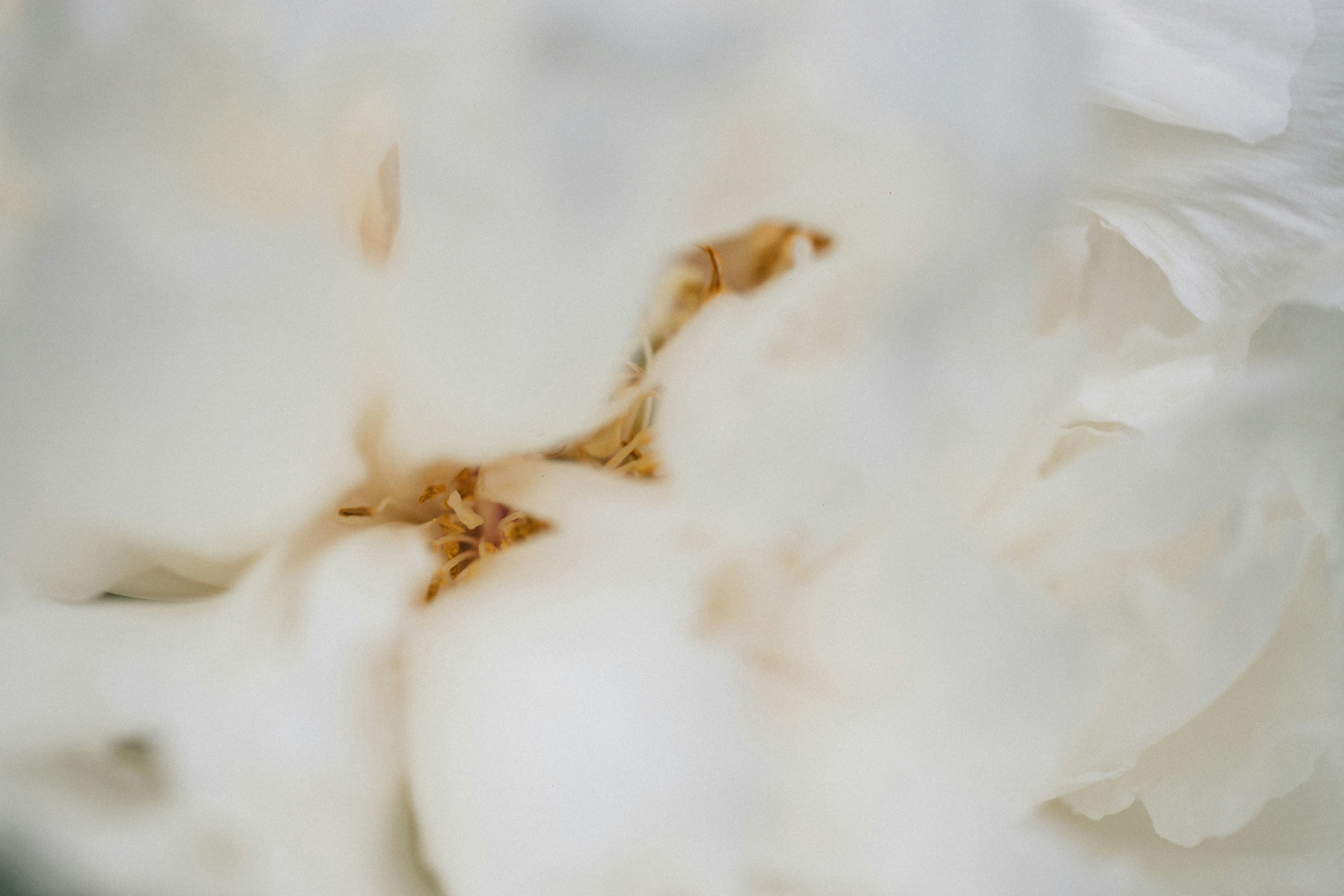 Photo by tsuyoshikozu