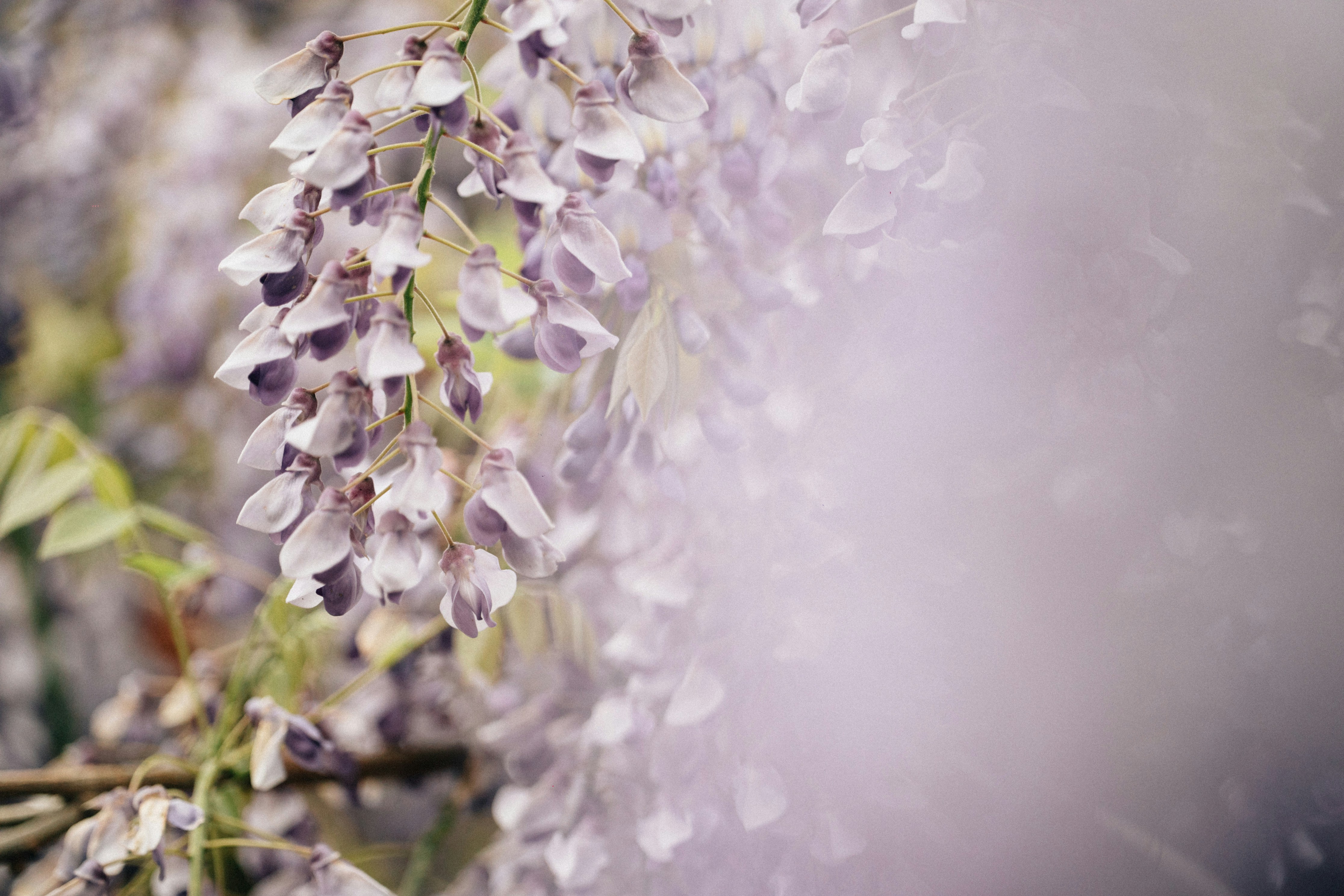 Photo by tsuyoshikozu