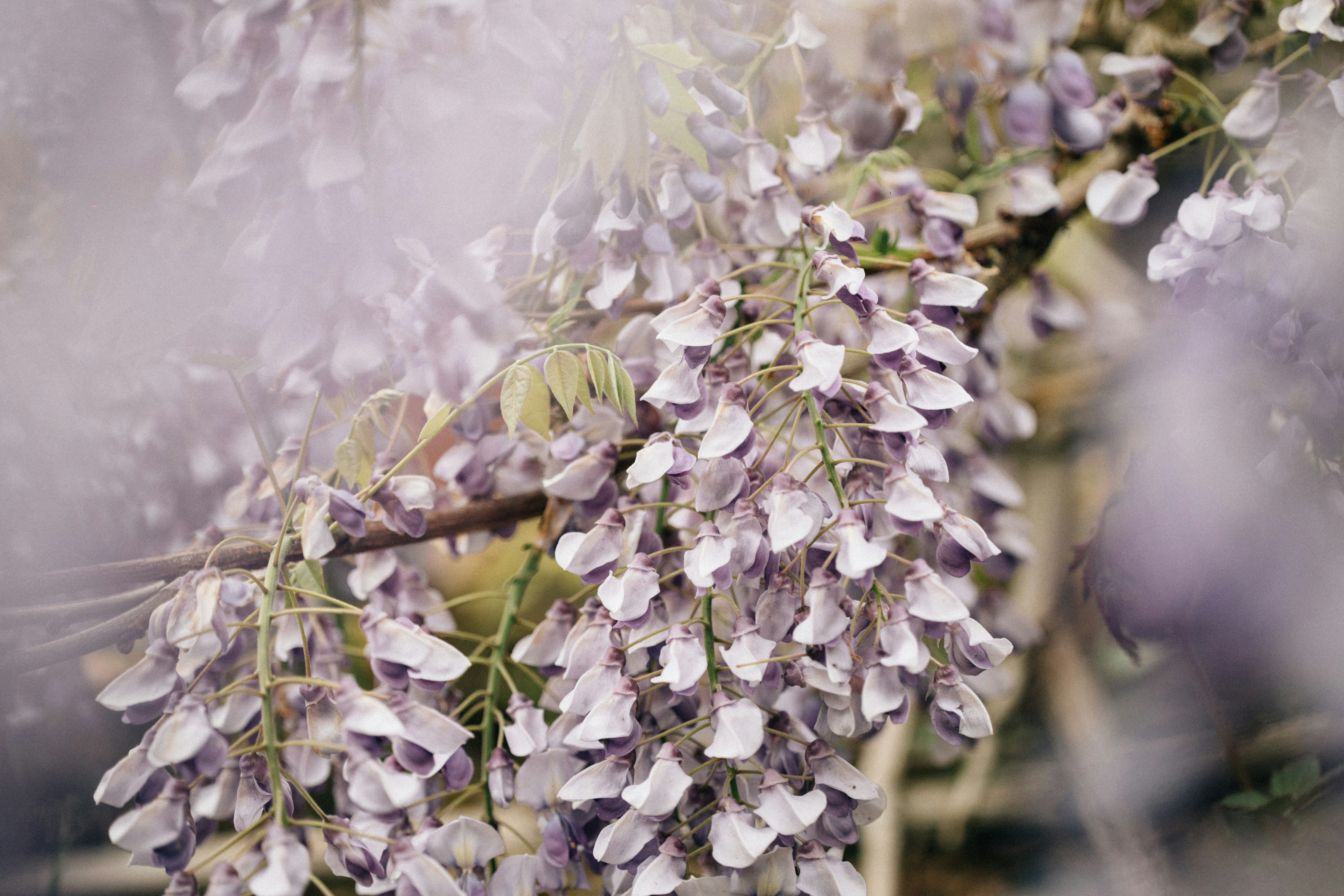 Photo by tsuyoshikozu