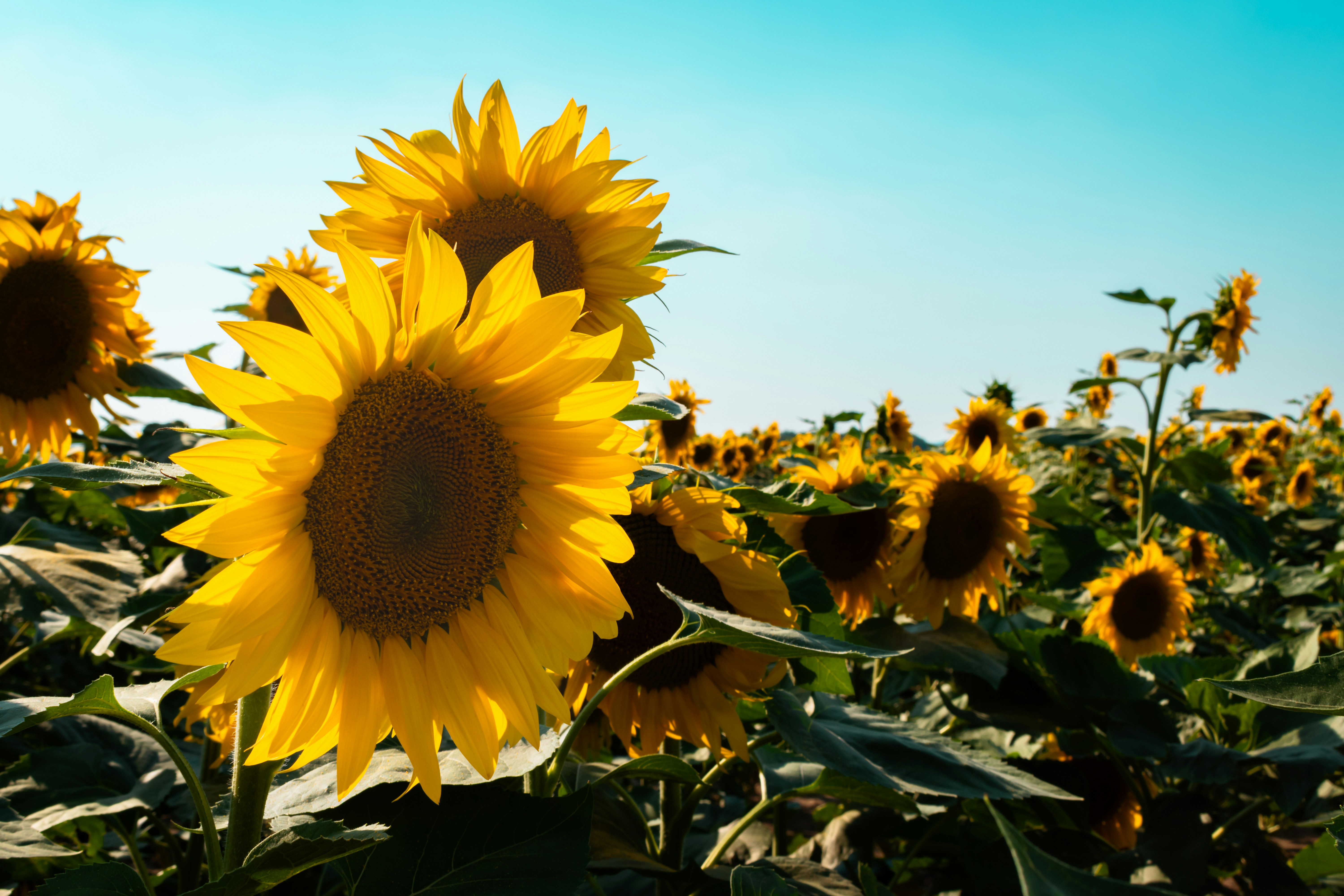 Photo by niki_emmert