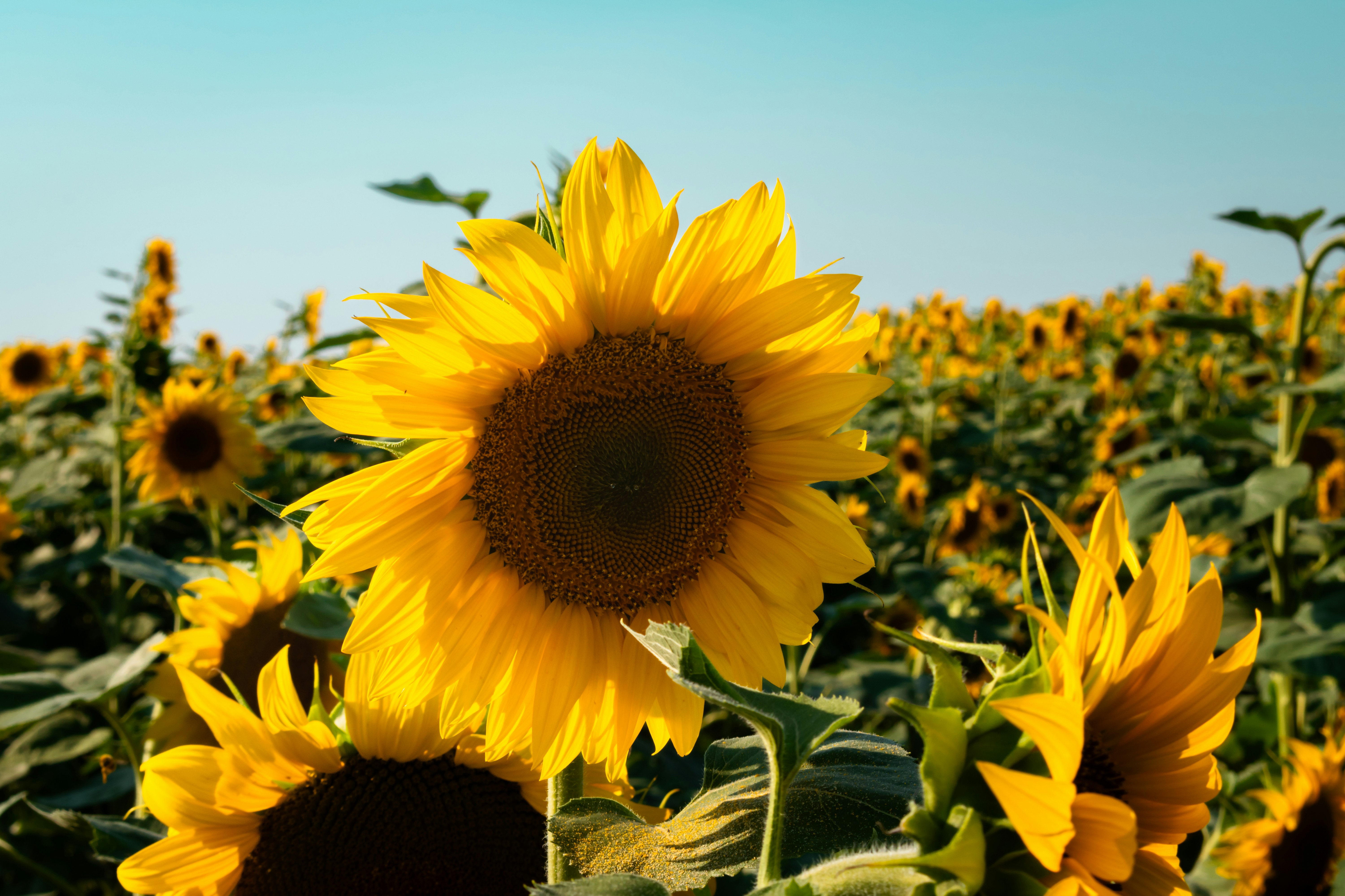 Photo by niki_emmert