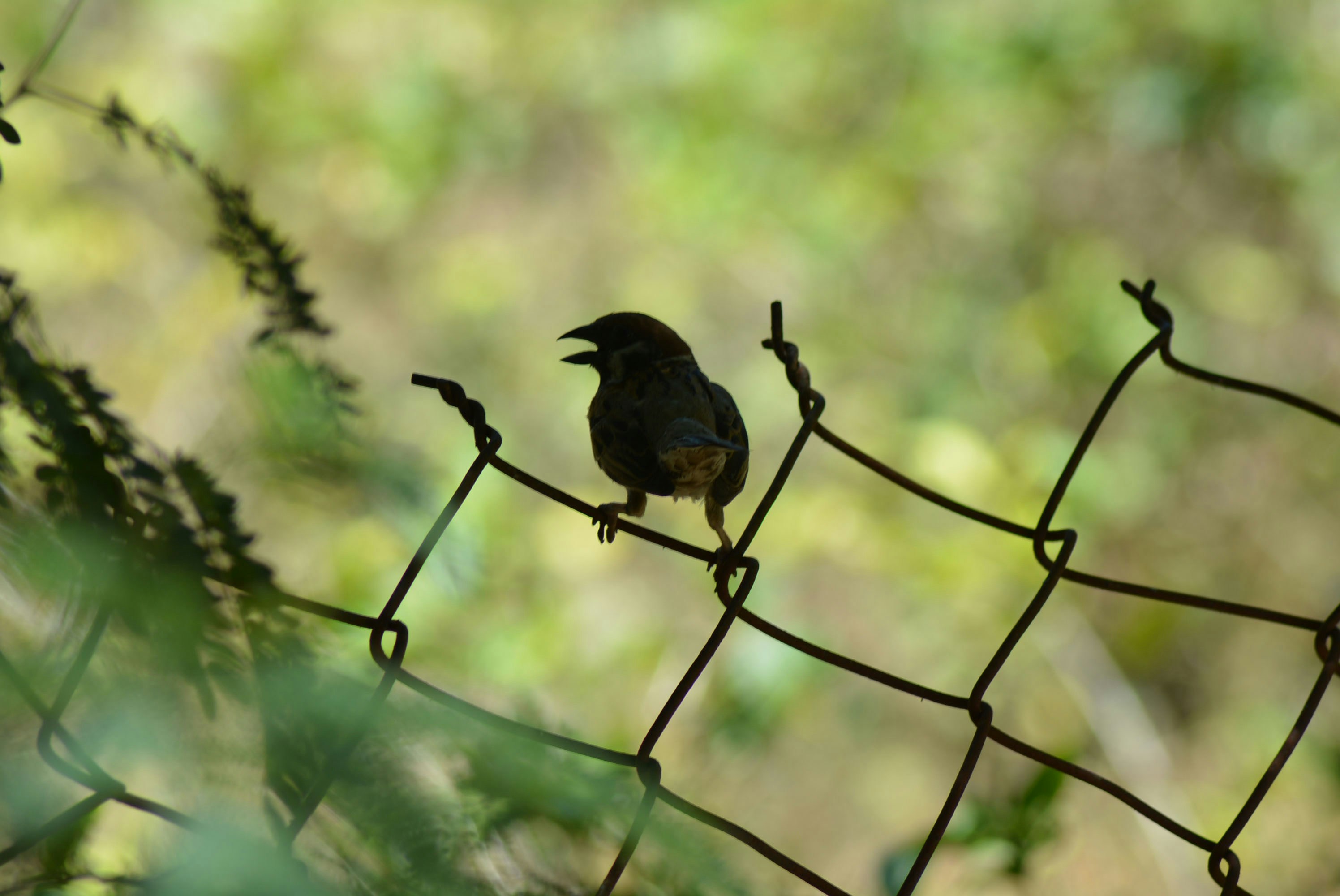 A small bird sitting on a wire fence