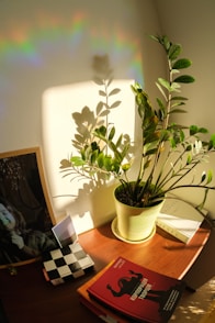 A potted plant sitting on top of a wooden table