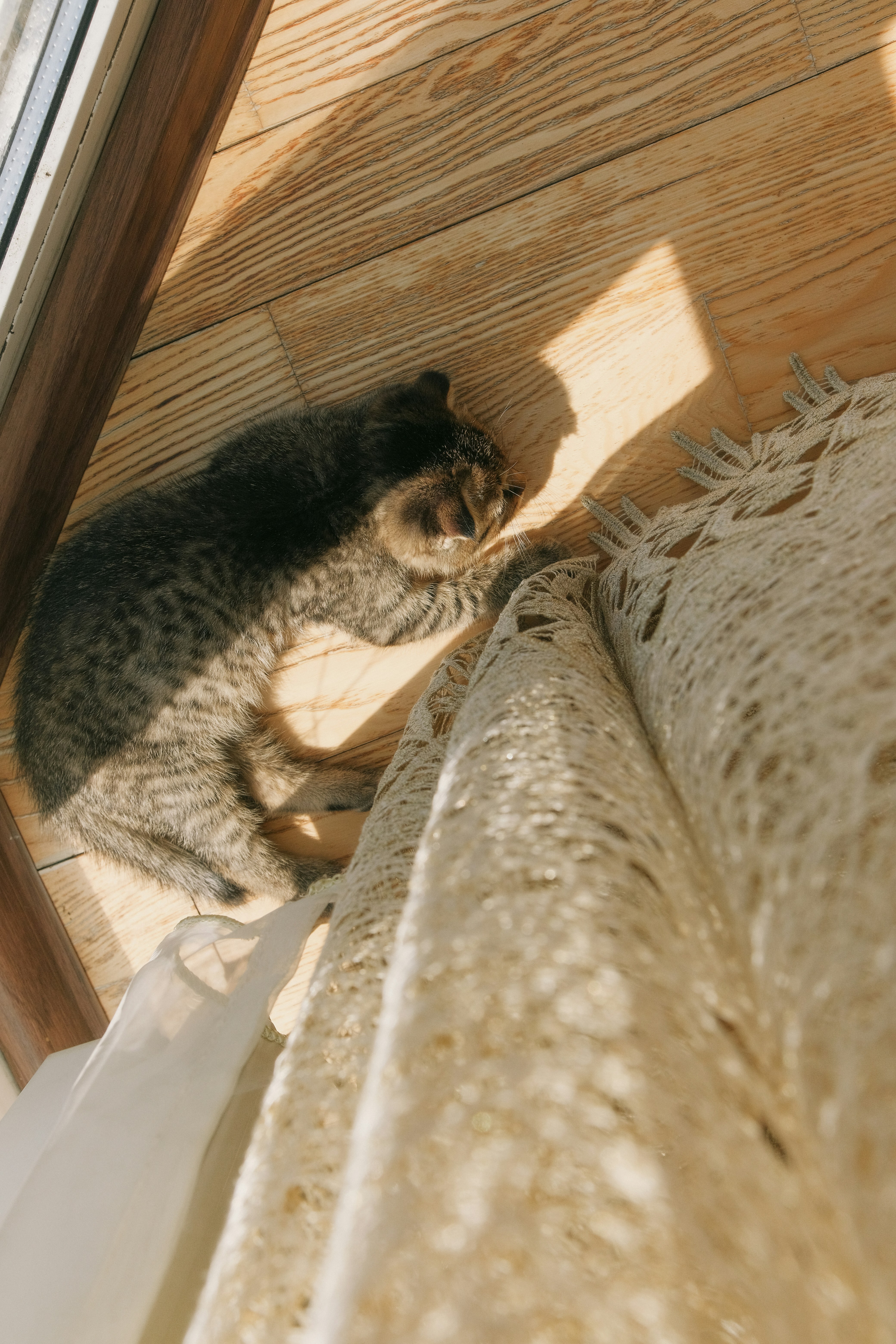 A cat sitting on the floor next to a window by tobolenkoph