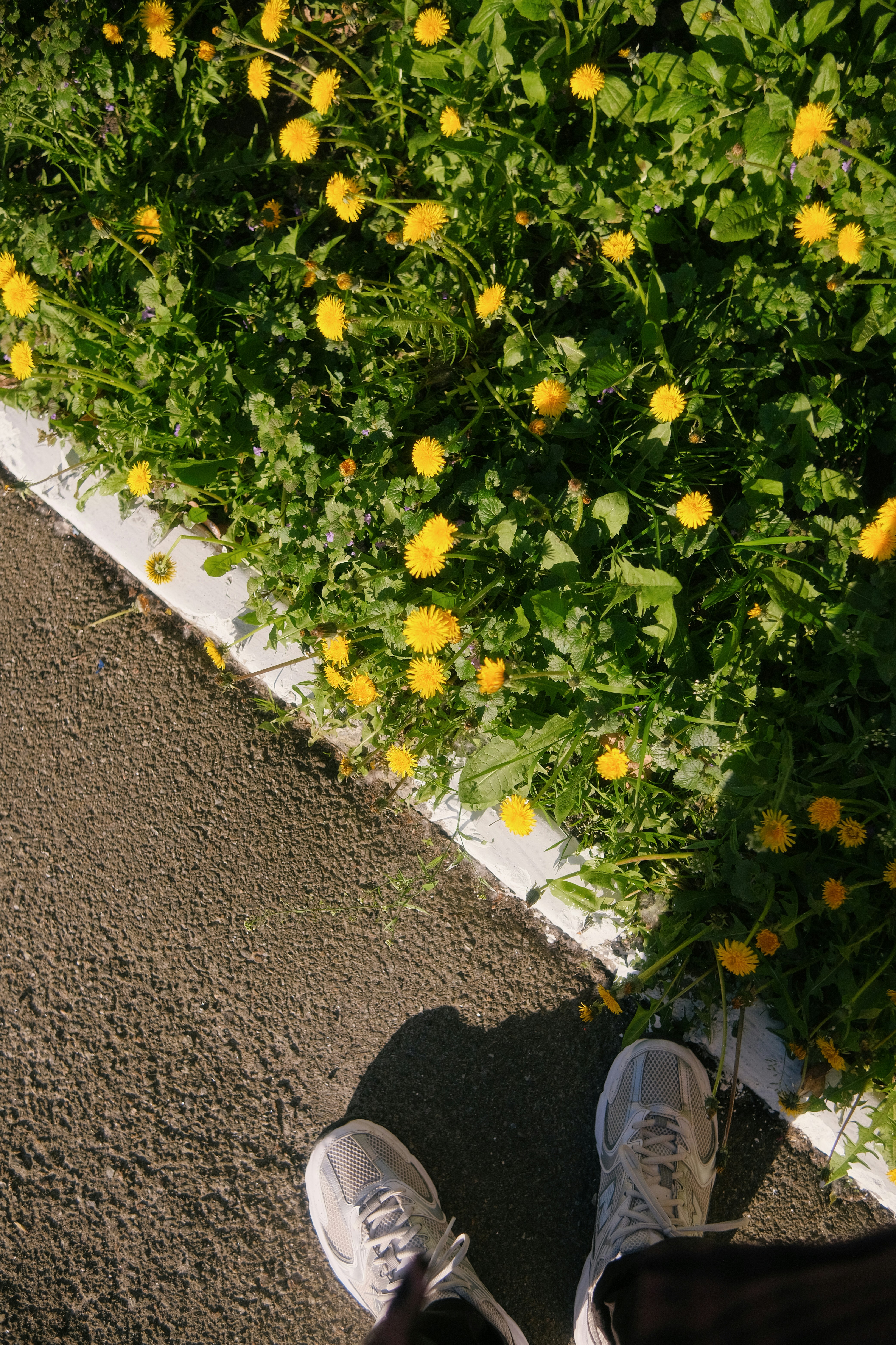A person standing in front of a flower bed