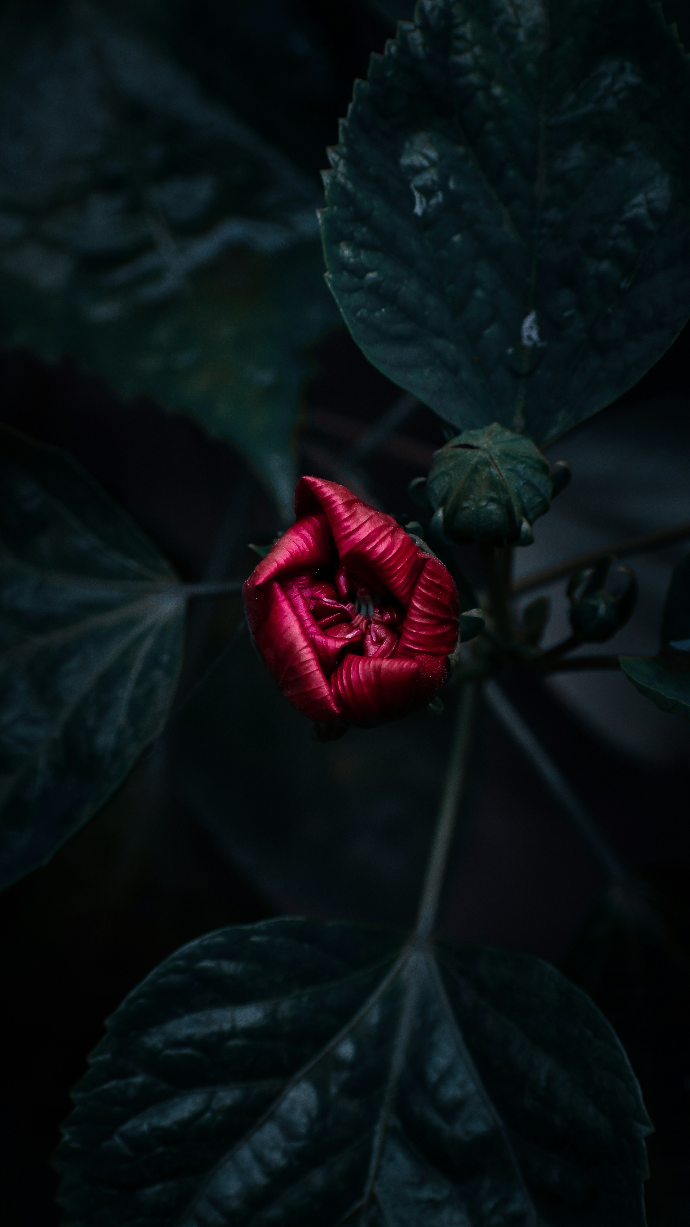 Hd Wallpaper Android Wallpaper Pictures | Download Free Images on Unsplash, image size:3000x5333