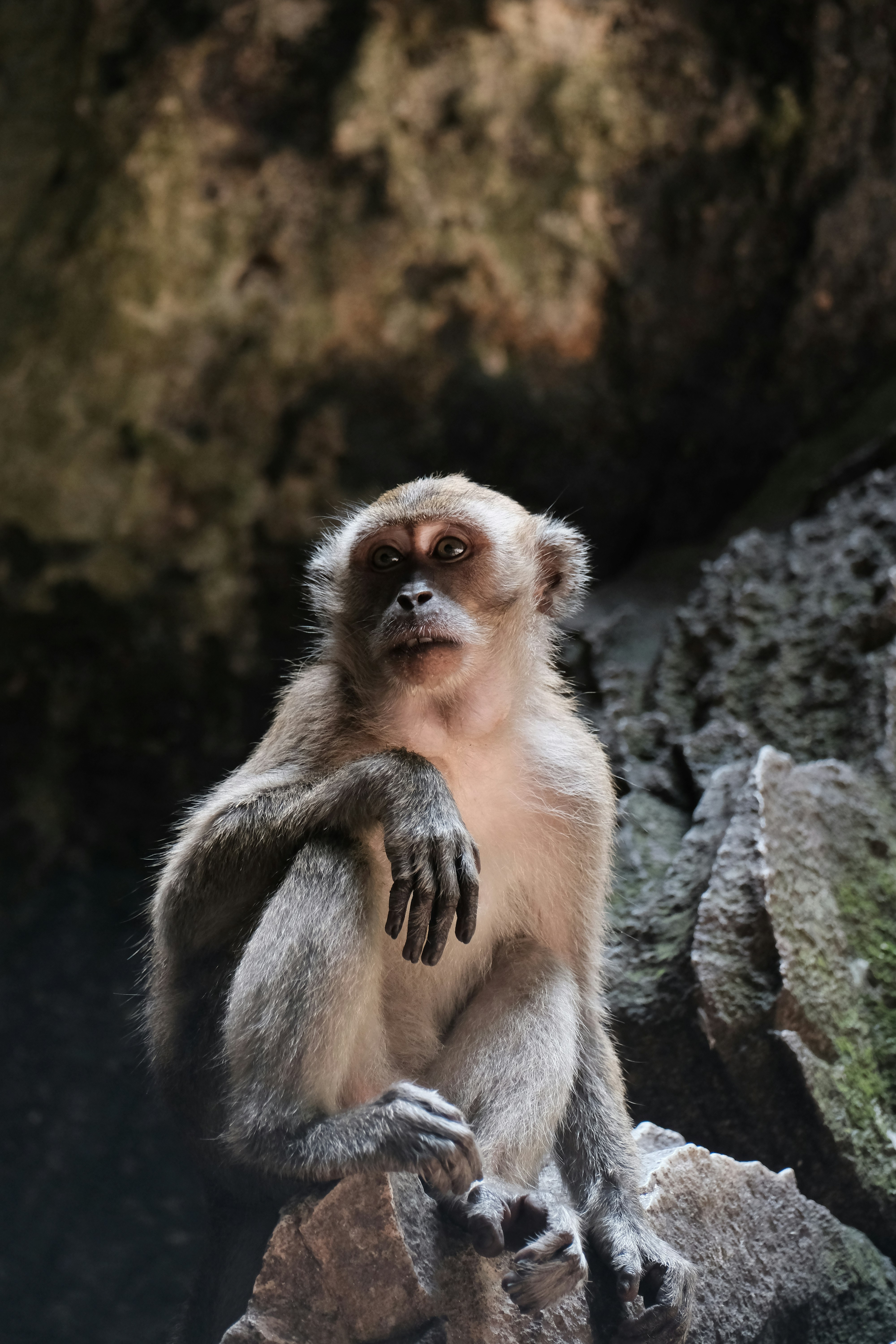 A monkey sitting on top of a rock