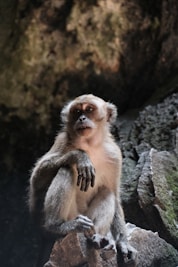 A monkey sitting on top of a rock