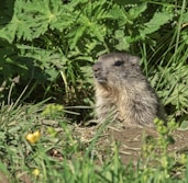 groundhog coming out of a hole, Groundhog Day, February 2