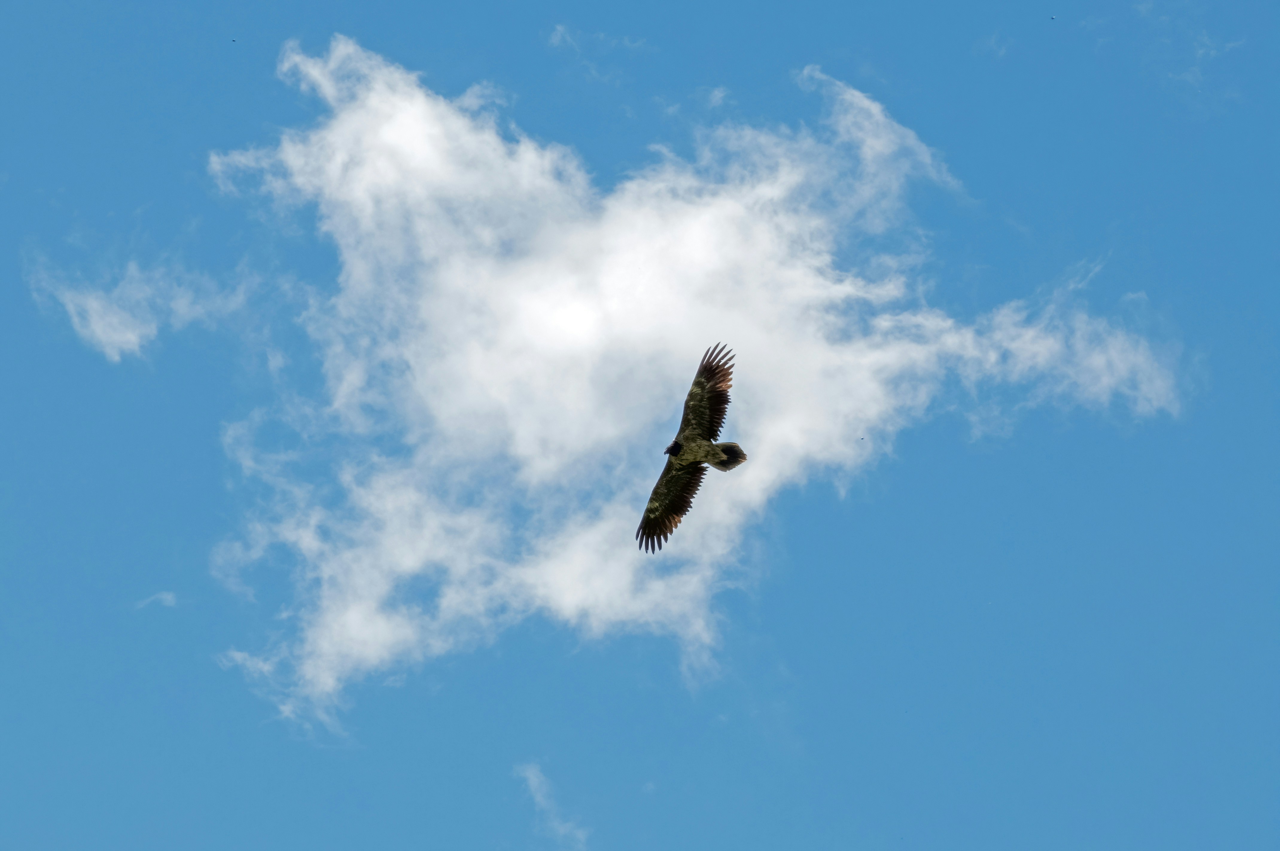 Bearded vulture young (Gipaetus barbatus)