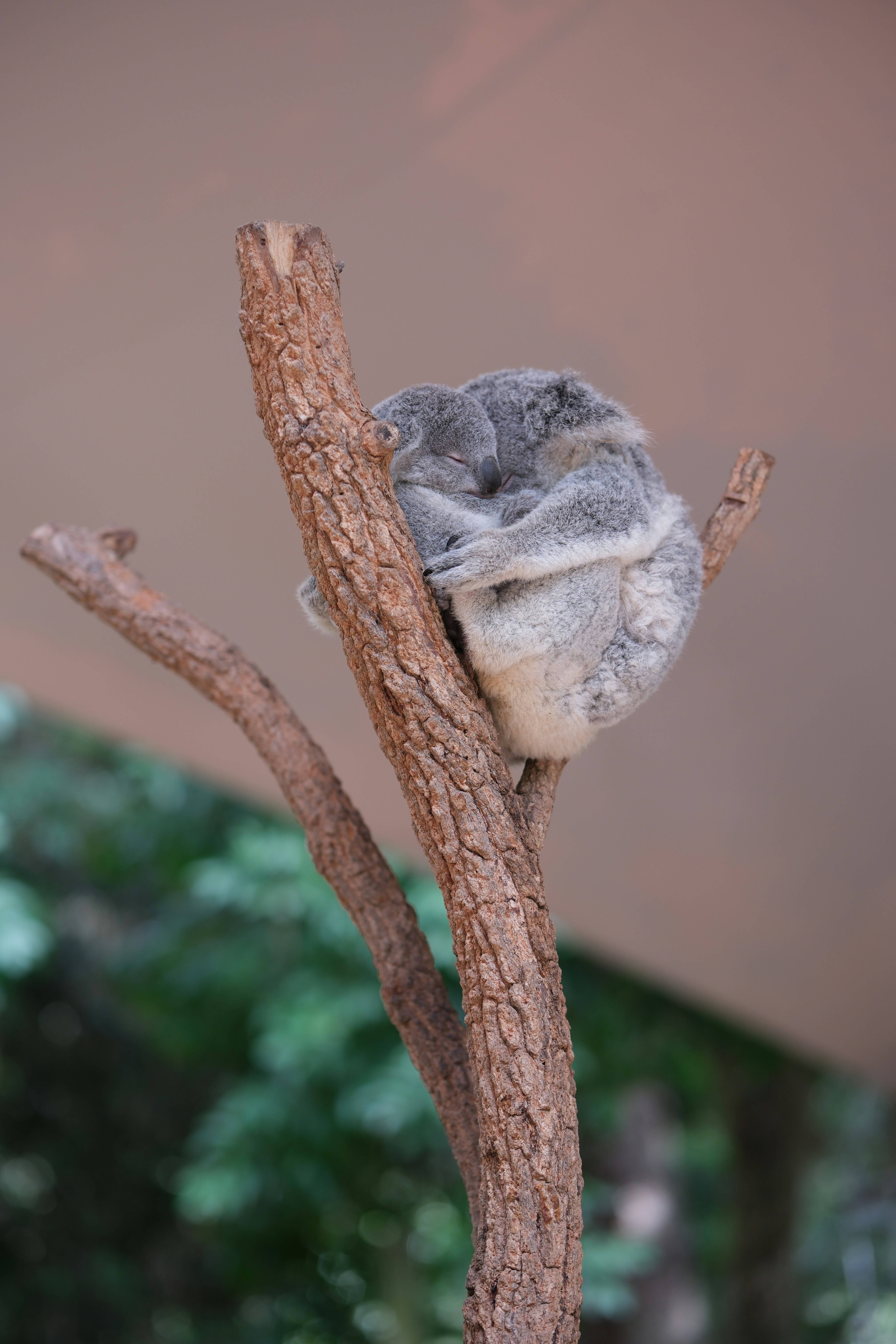 A koala sleeping on a tree branch