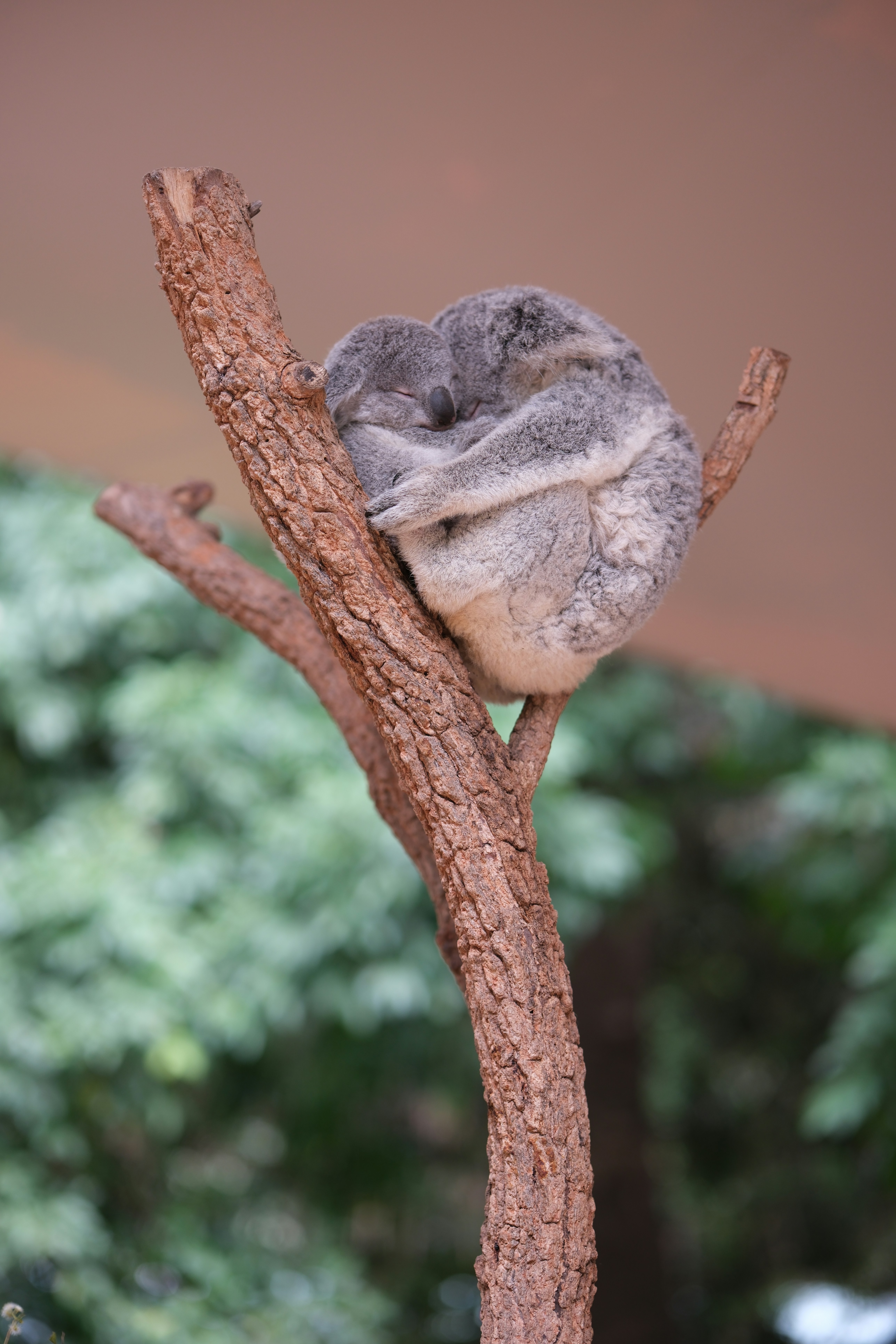 A koala is sitting on a tree branch