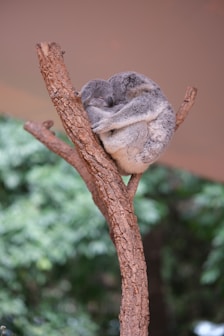 Health Vibes - Animals like 2 koalas can relax & sleep without any problem