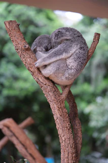 A koala sleeping on top of a tree branch