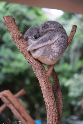 A koala sleeping on top of a tree branch