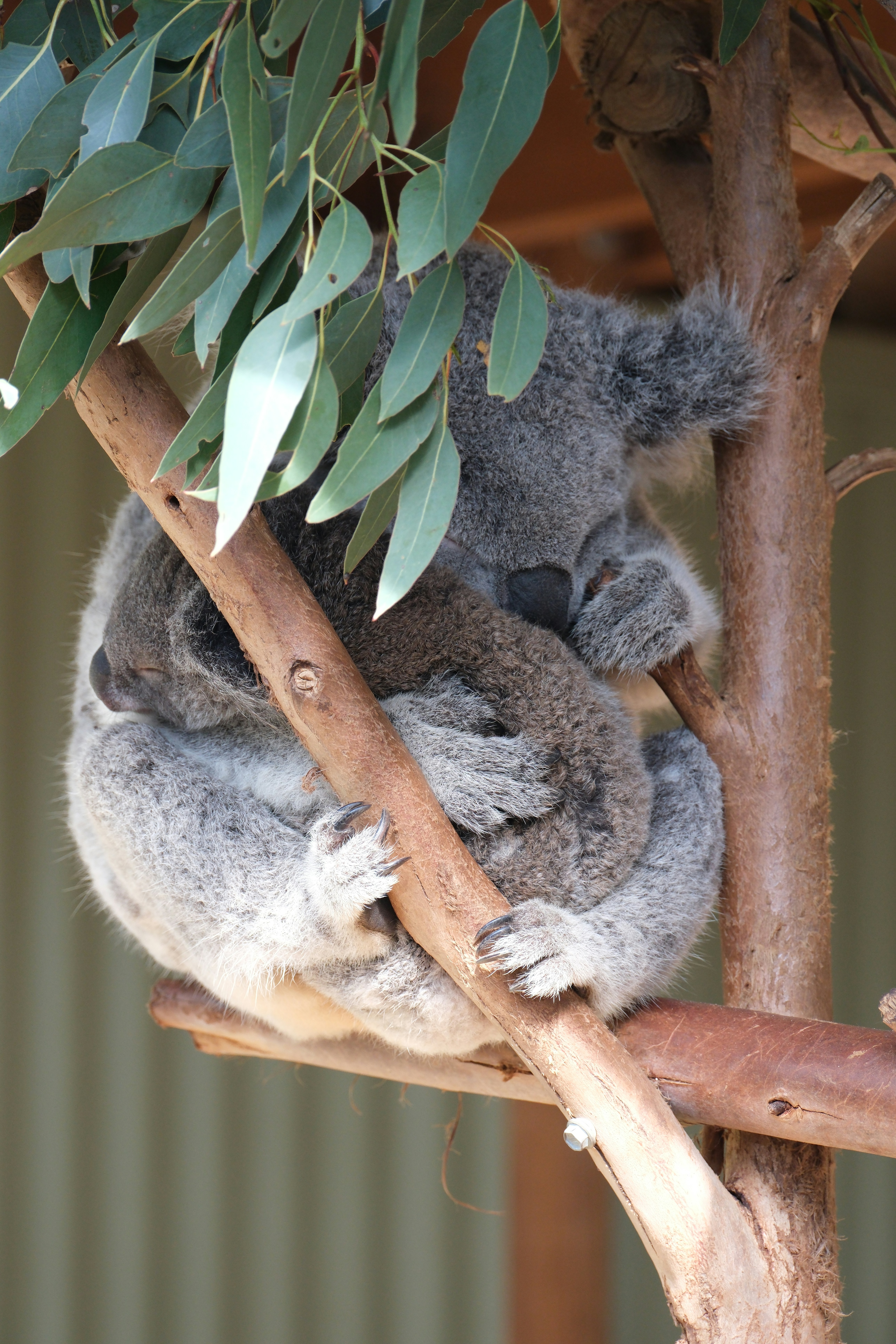 A koala bear sitting on a tree branch