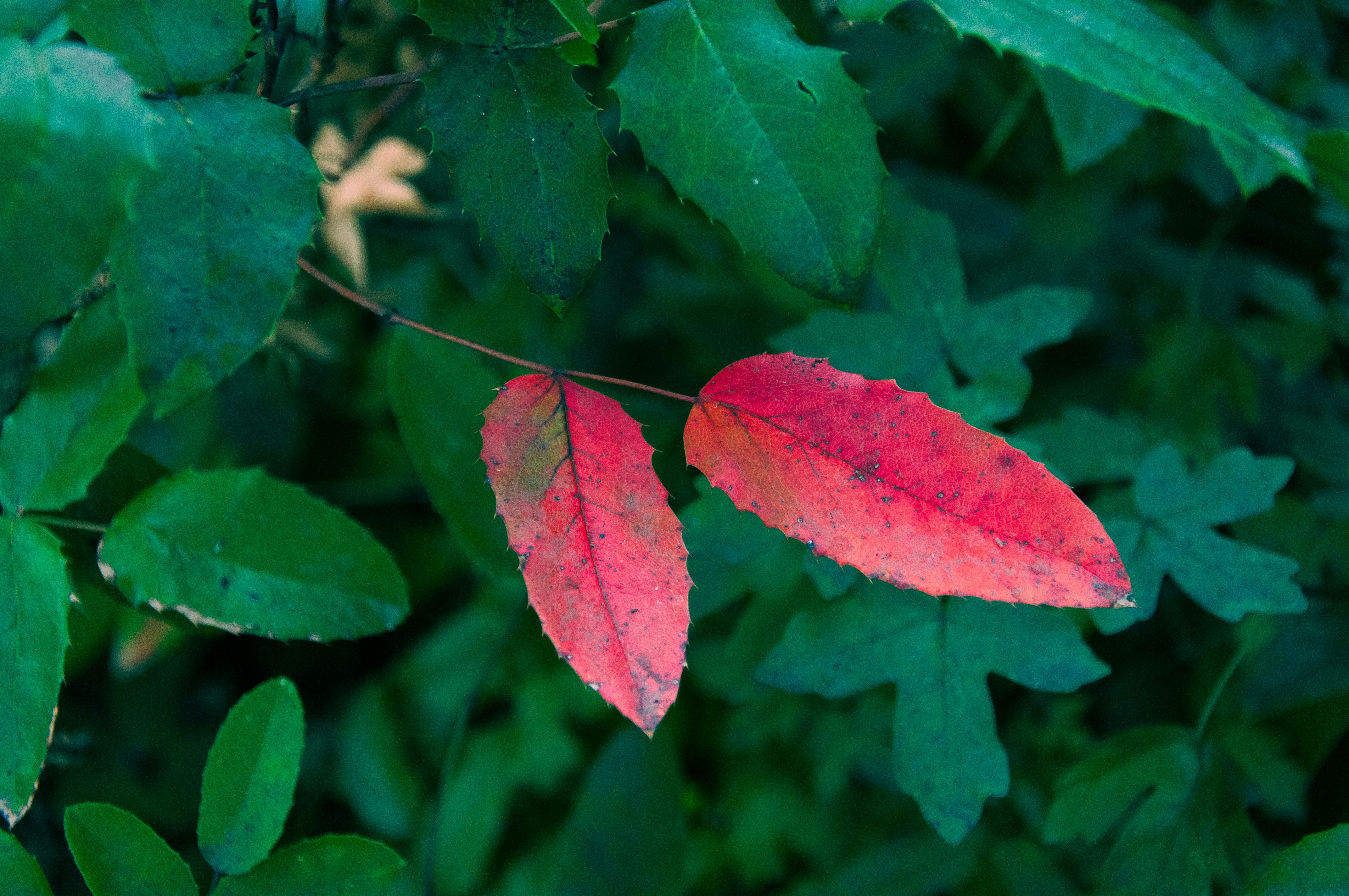 Photo by elainesaulnier