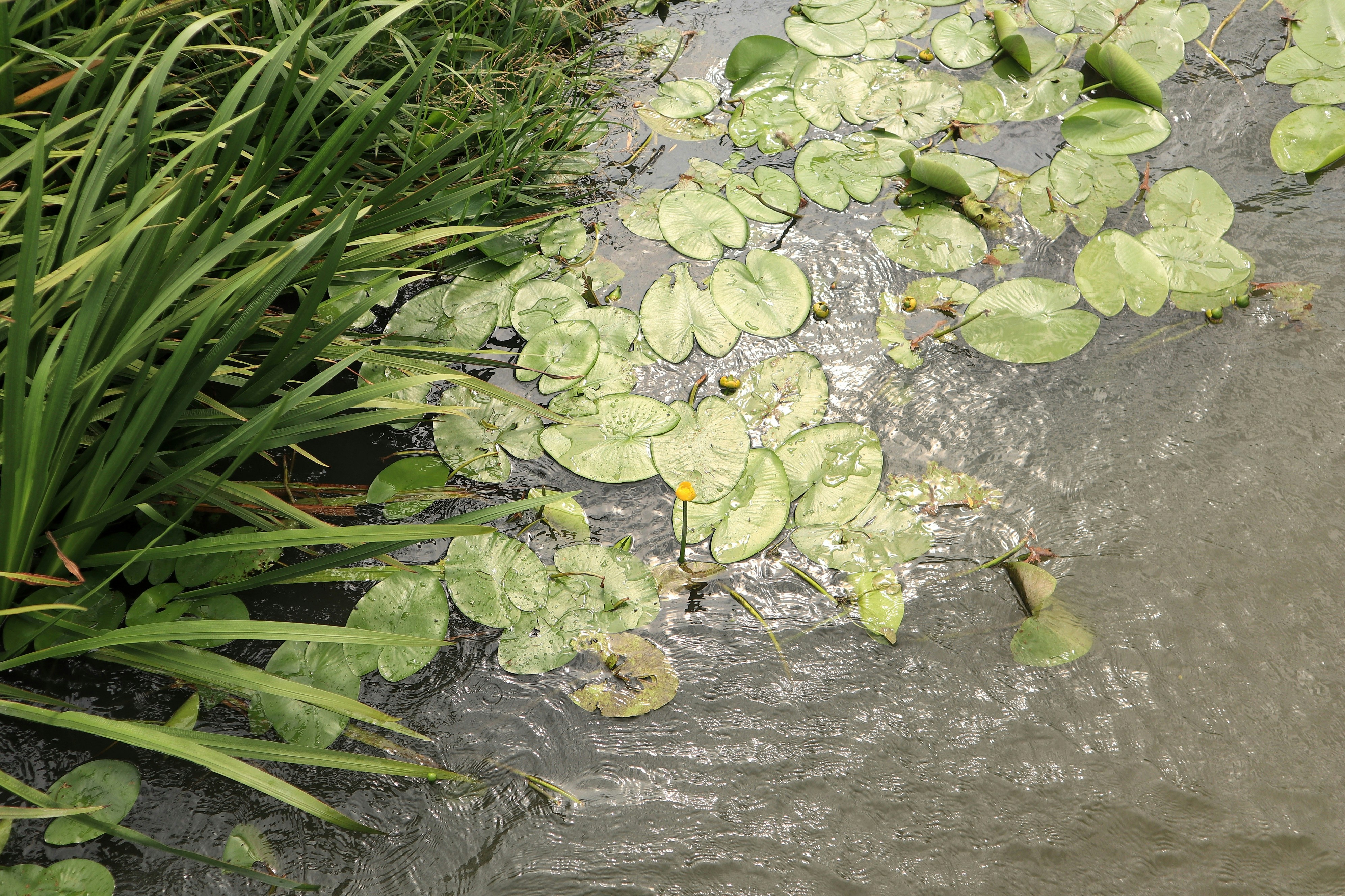 Photo by balint_miko