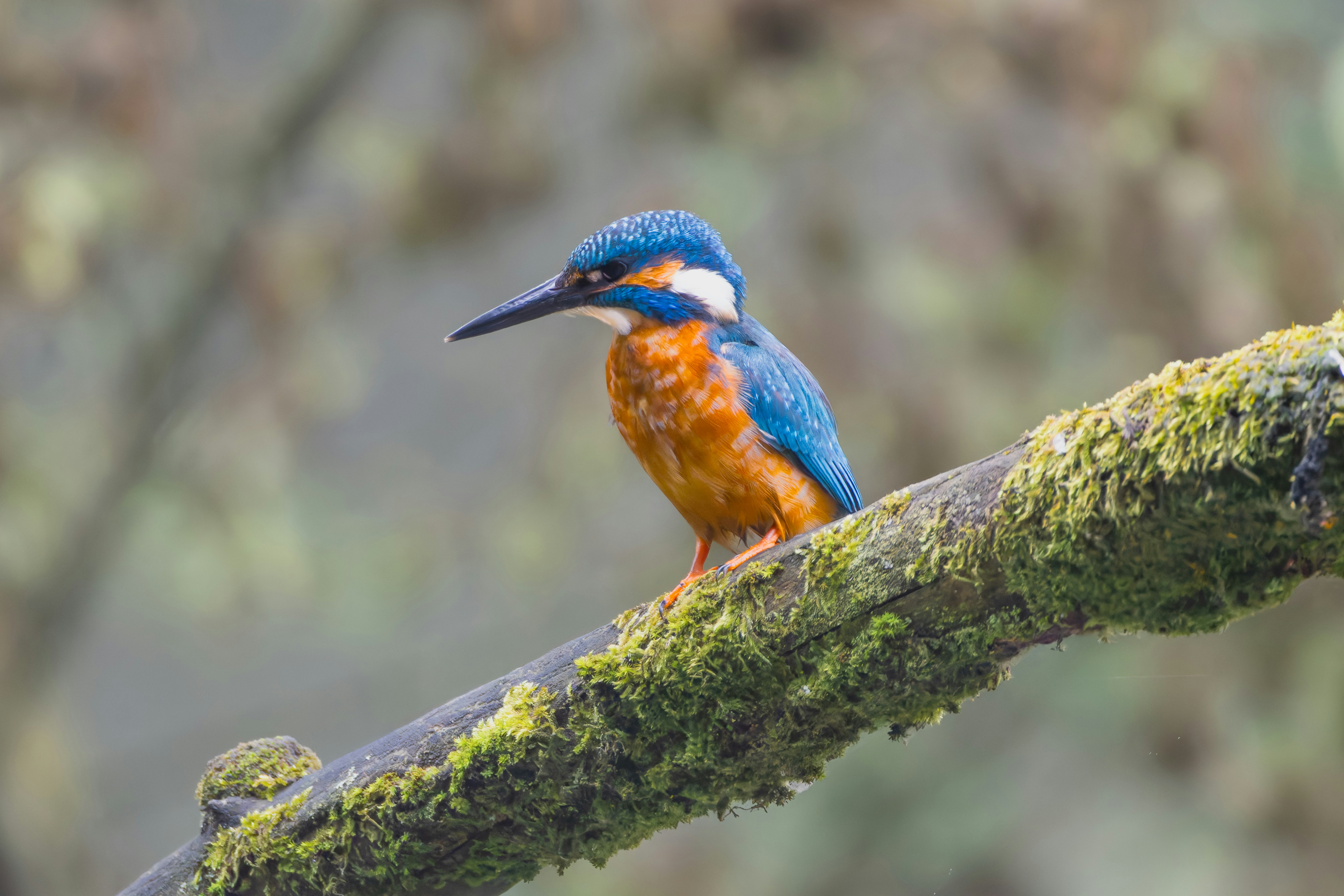 Photo by siegfriedpoepperl