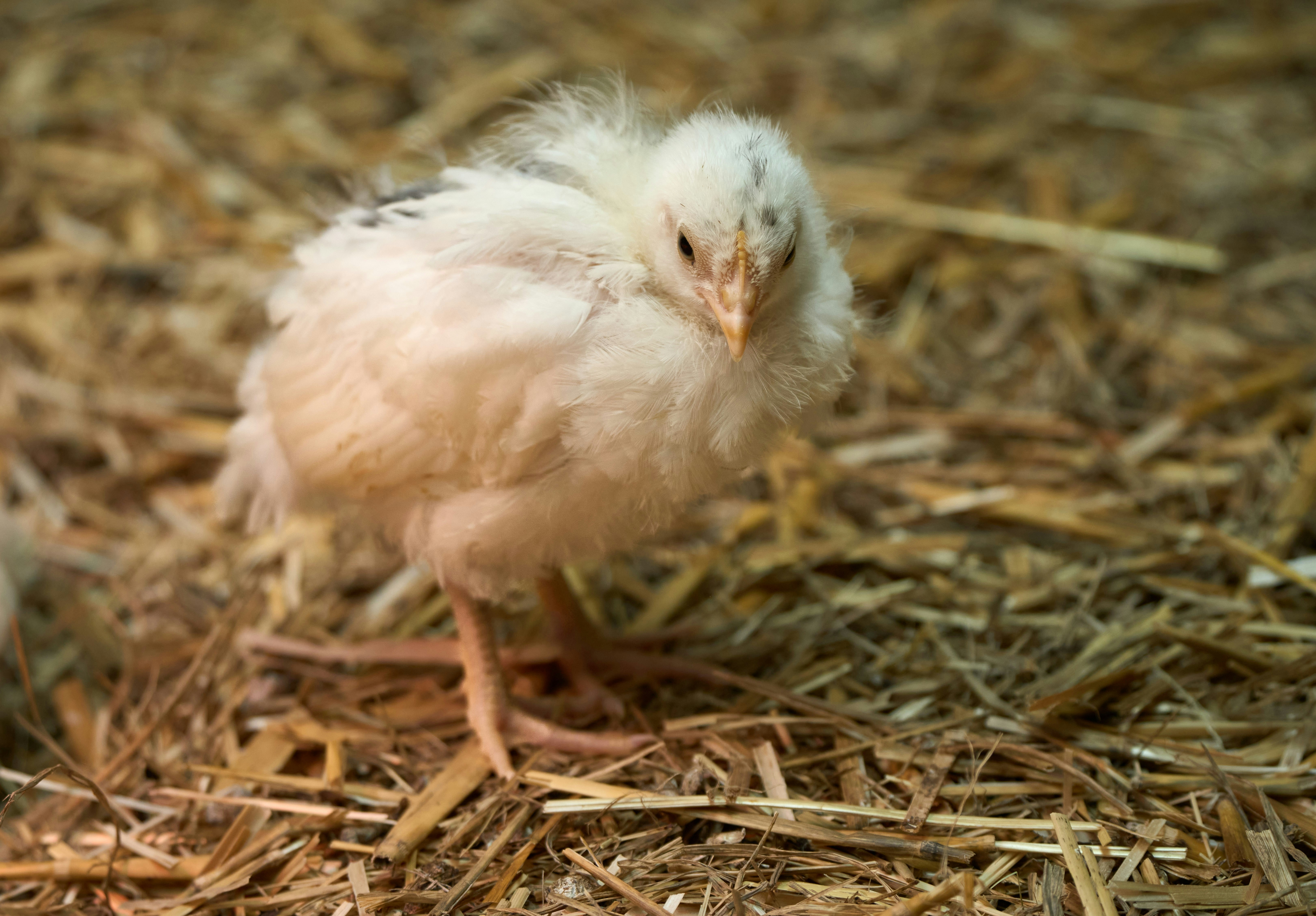 8 Chicken Care Guide Ideas for Comfortable Nesting