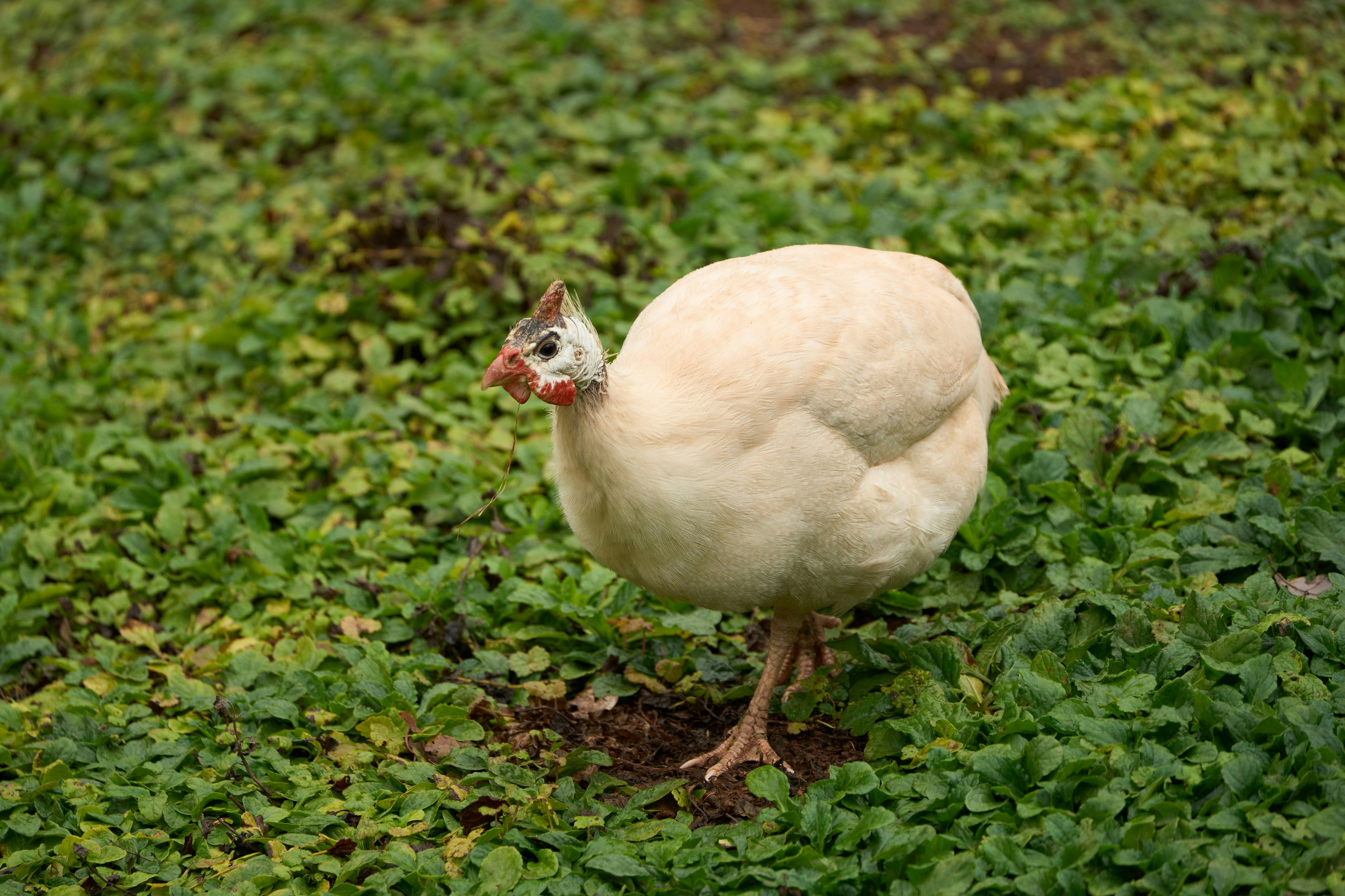 Photo by wolfgang_hasselmann