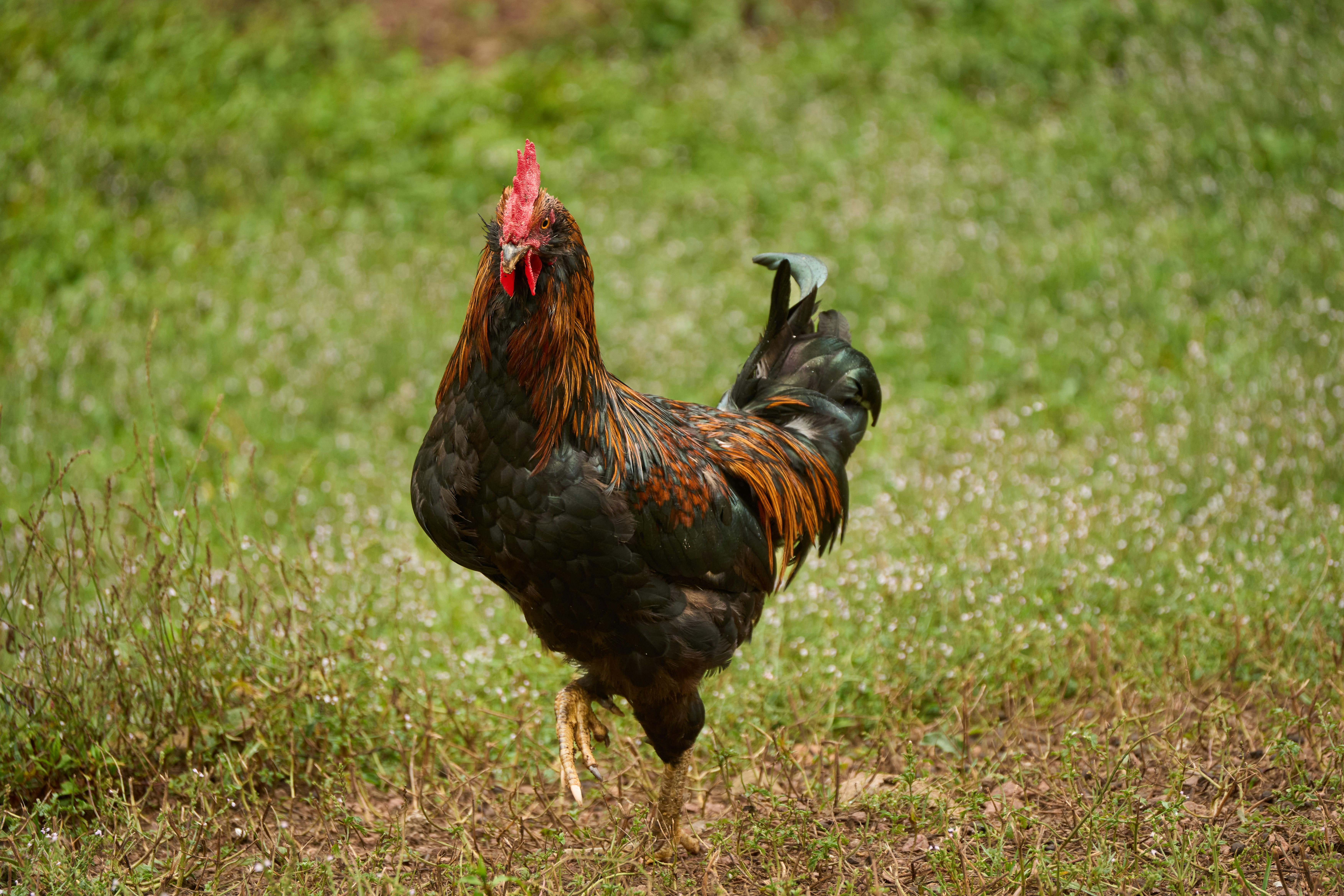 Photo by wolfgang_hasselmann