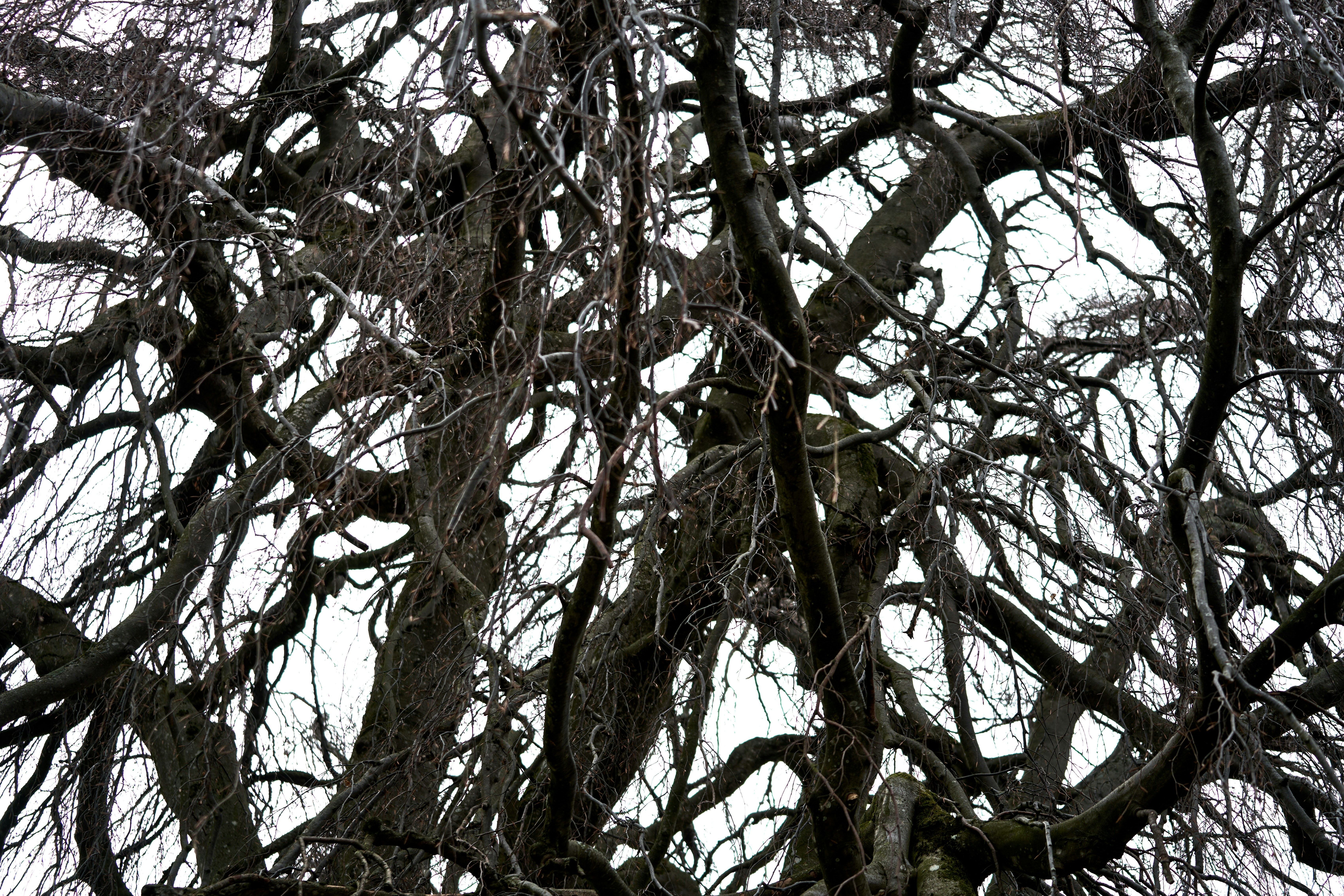 Photo by wolfgang_hasselmann