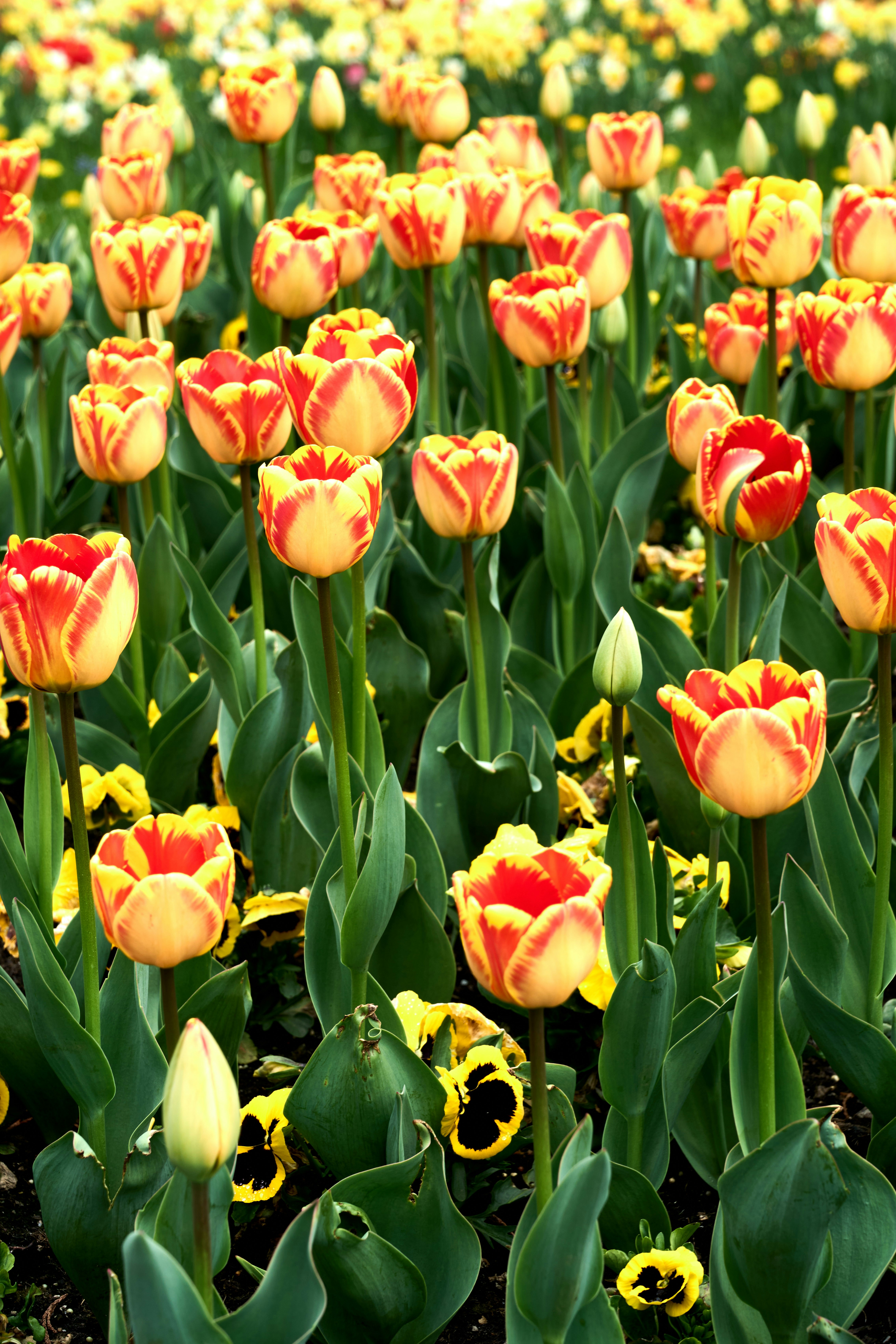 Photo by wolfgang_hasselmann